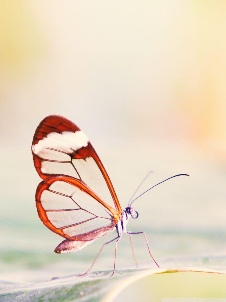 Transparent Wings Butterfly ❤ 4K HD Desktop Wallpaper for 4K
