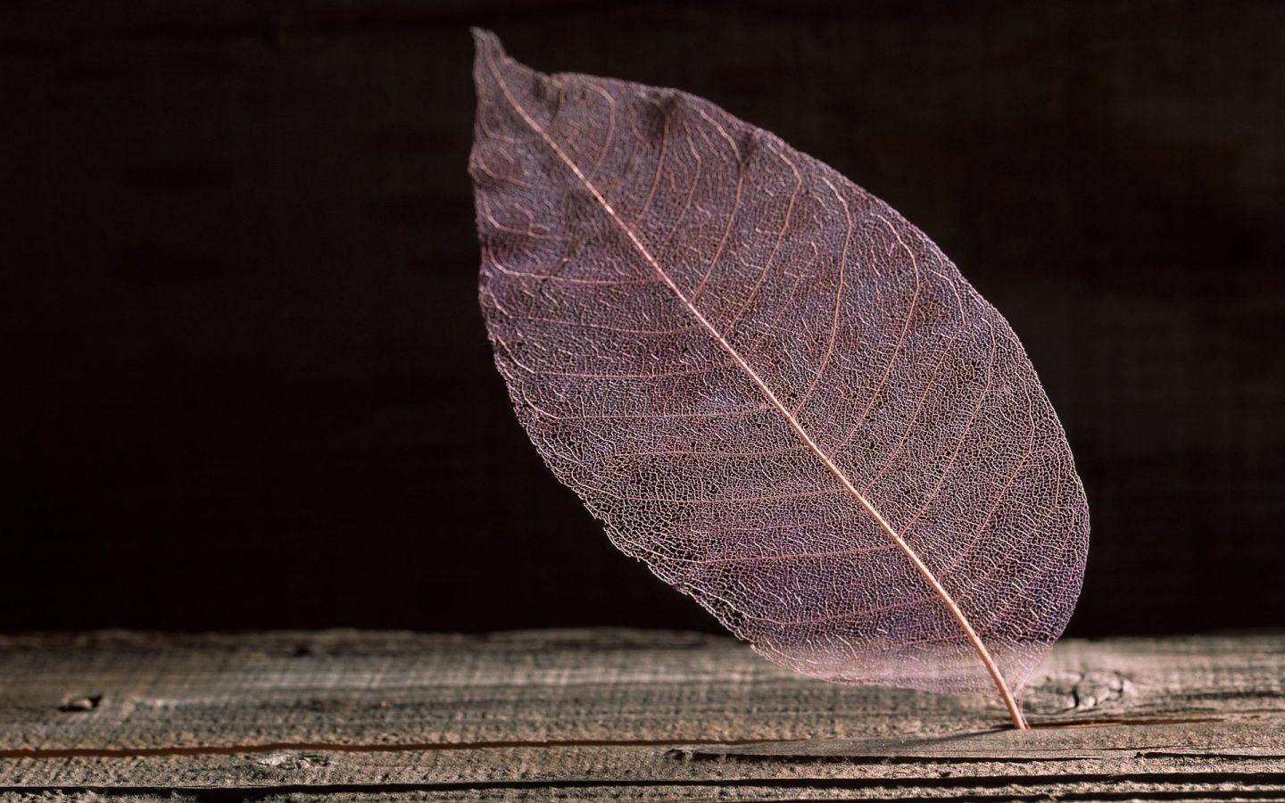 Transparent Leaf Wallpaper