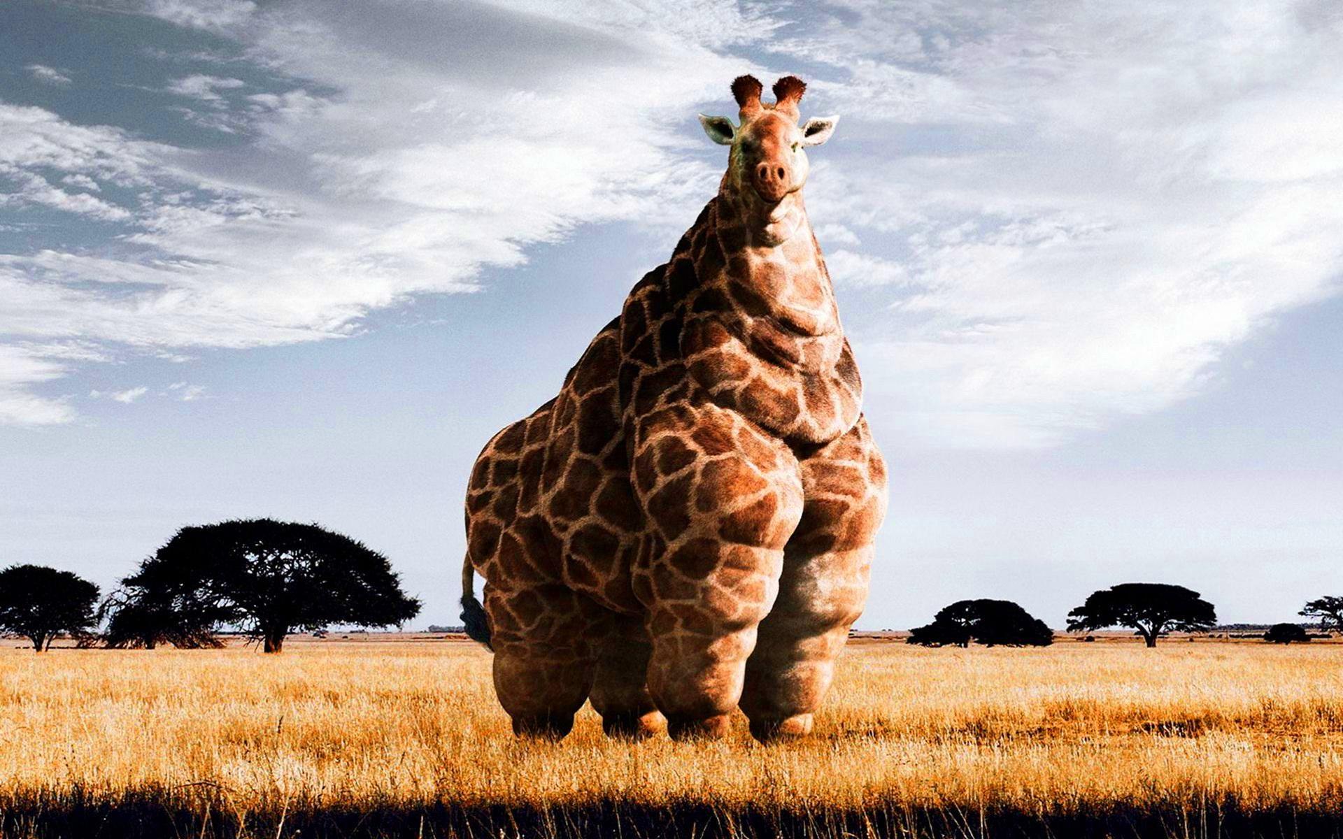 Толстая жирафа арт