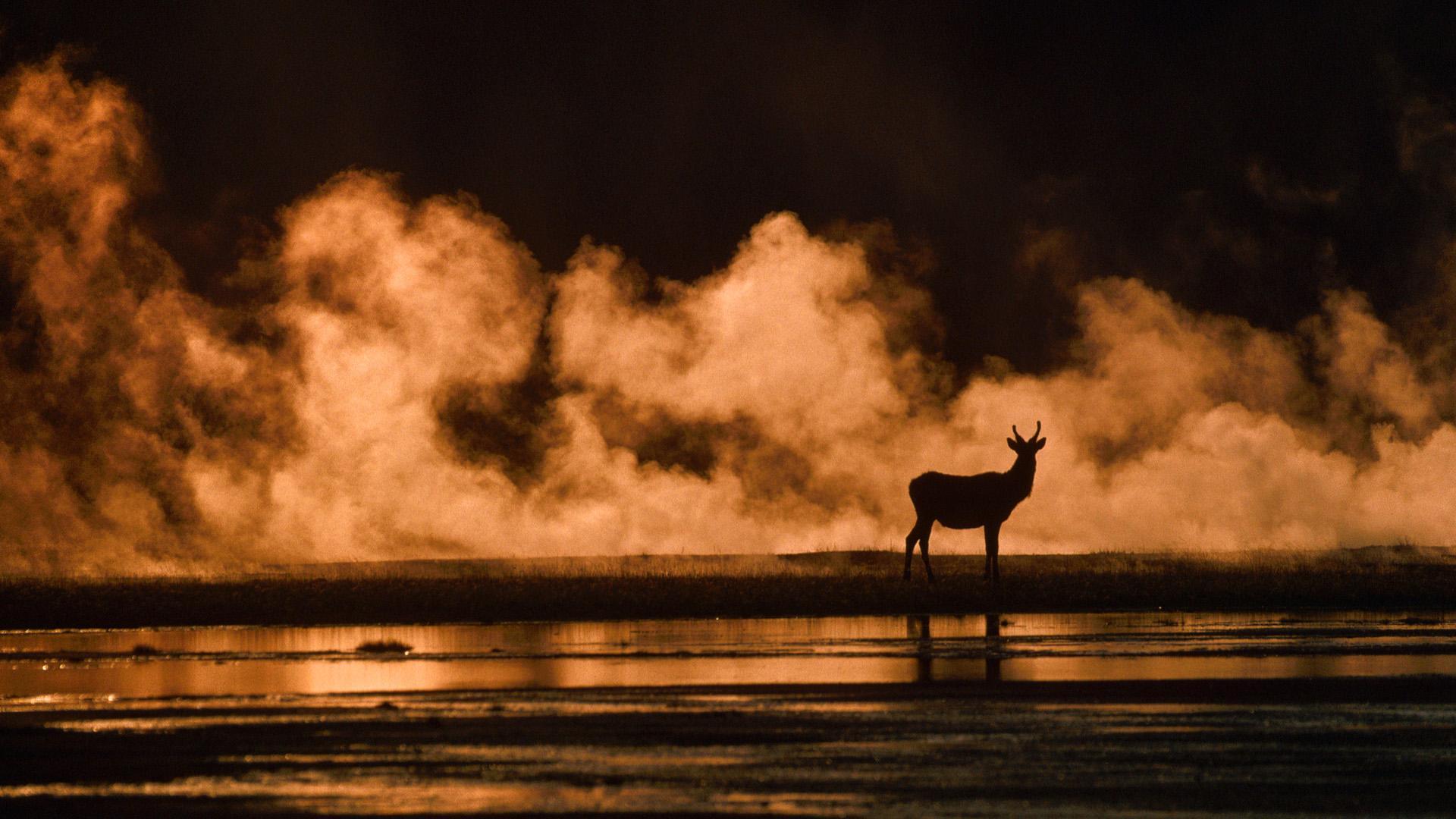 Wapiti, Lower Geyser Basin, Yellowstone National Park, Wyoming