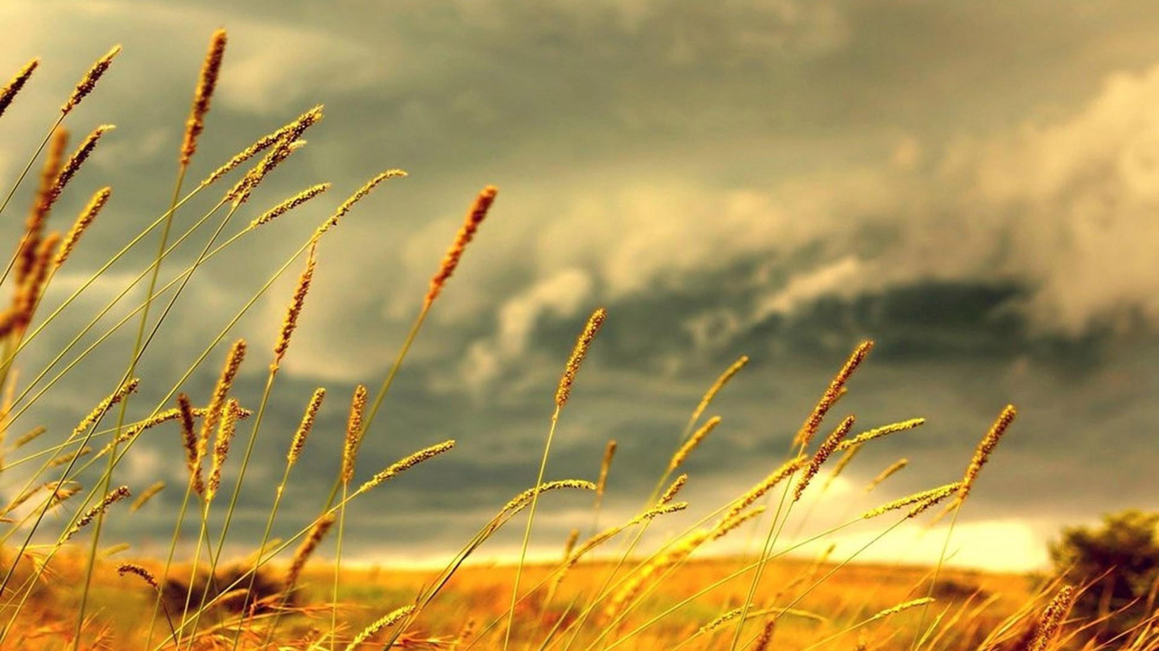 Grass Photography Wind Yellow grass in the wind HD Wallpaper