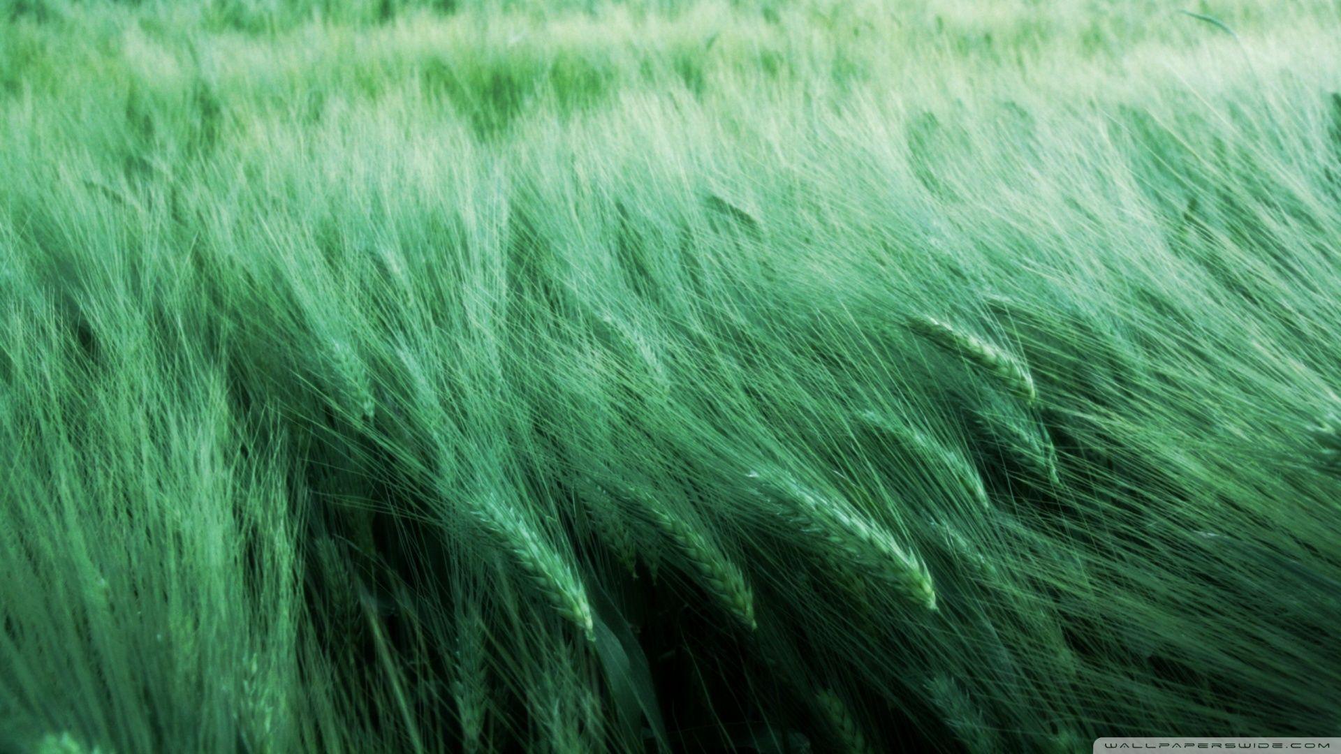 Grass In The Wind ❤ 4K HD Desktop Wallpaper for 4K Ultra HD TV