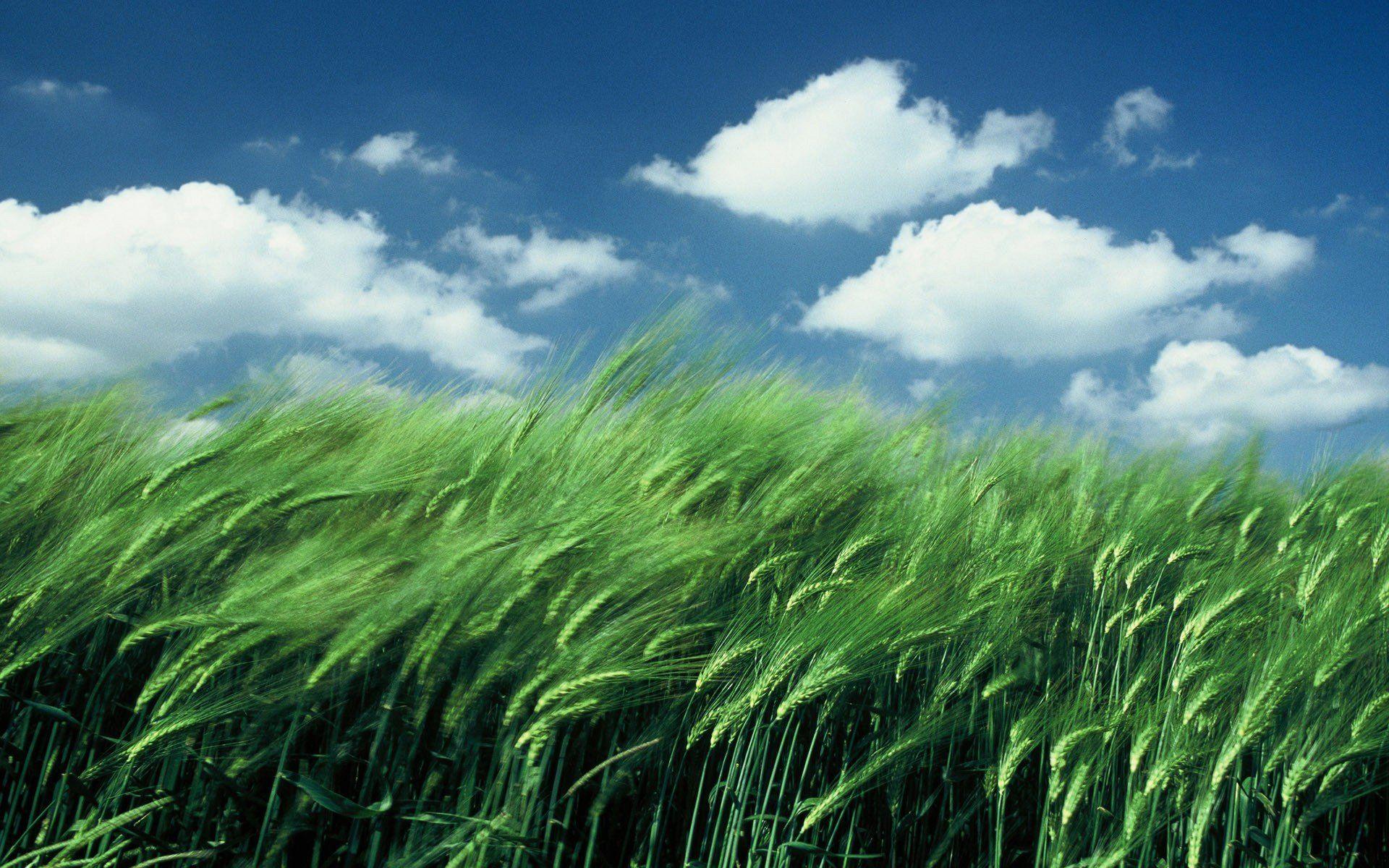 Wallpaper Blow Wind In Wheat Field Weather x 1200