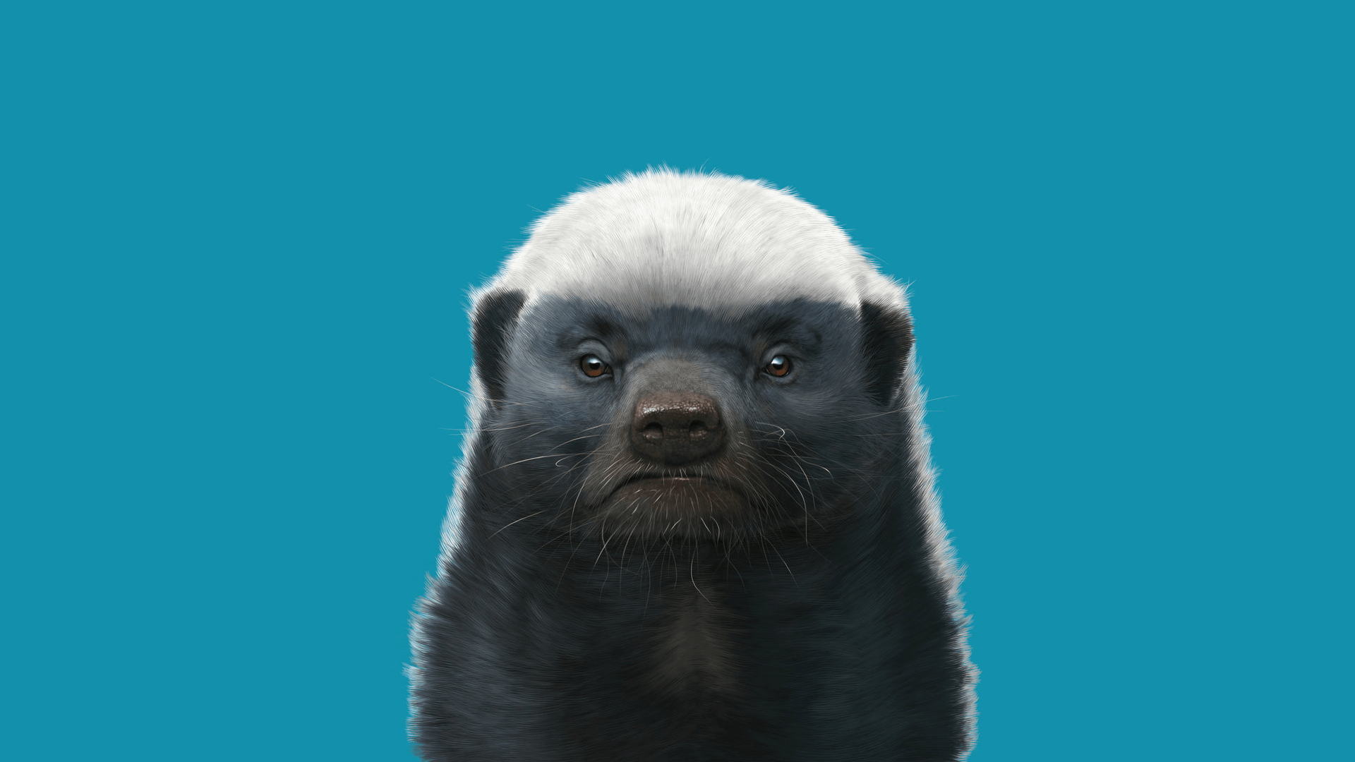 Honey Badger Full HD Bakgrund and Bakgrundx1080