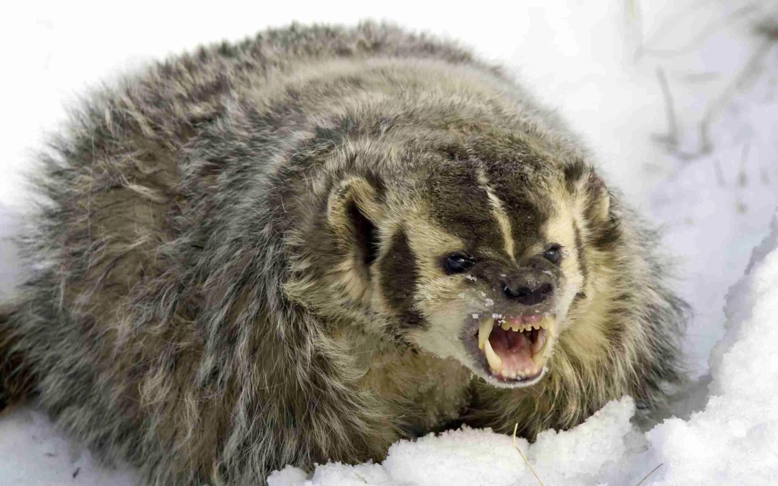 Honey Badger Wallpapers Wallpaper Cave