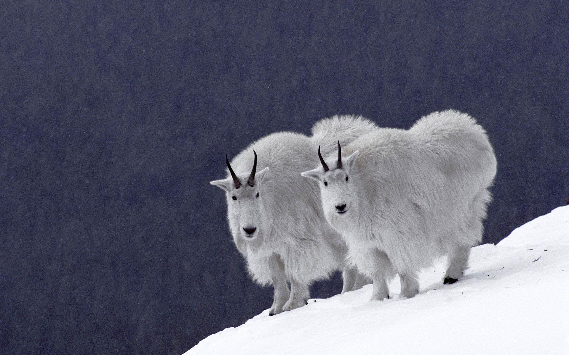 Rocky Mountains. ., Image, mountain goats rocky mountains