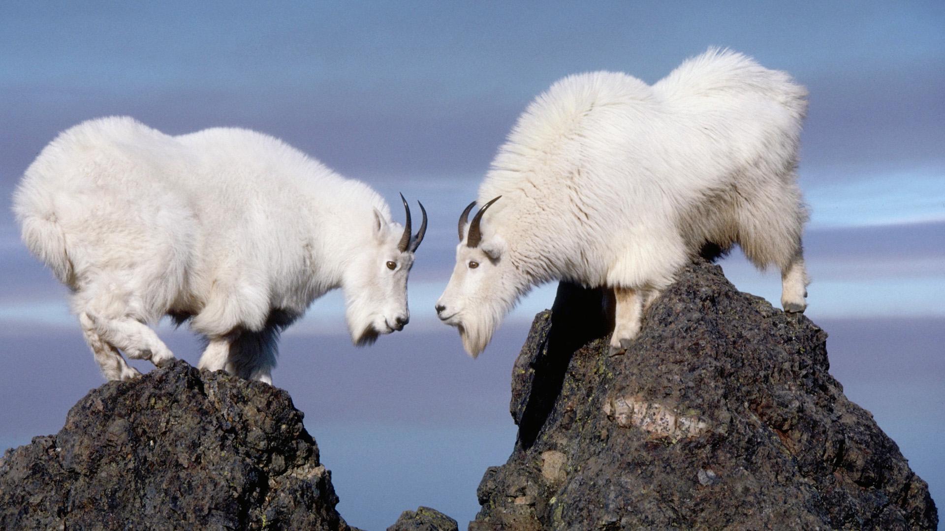 Featured image of post Goat Wallpaper Cool Find over 100 of the best free goat images