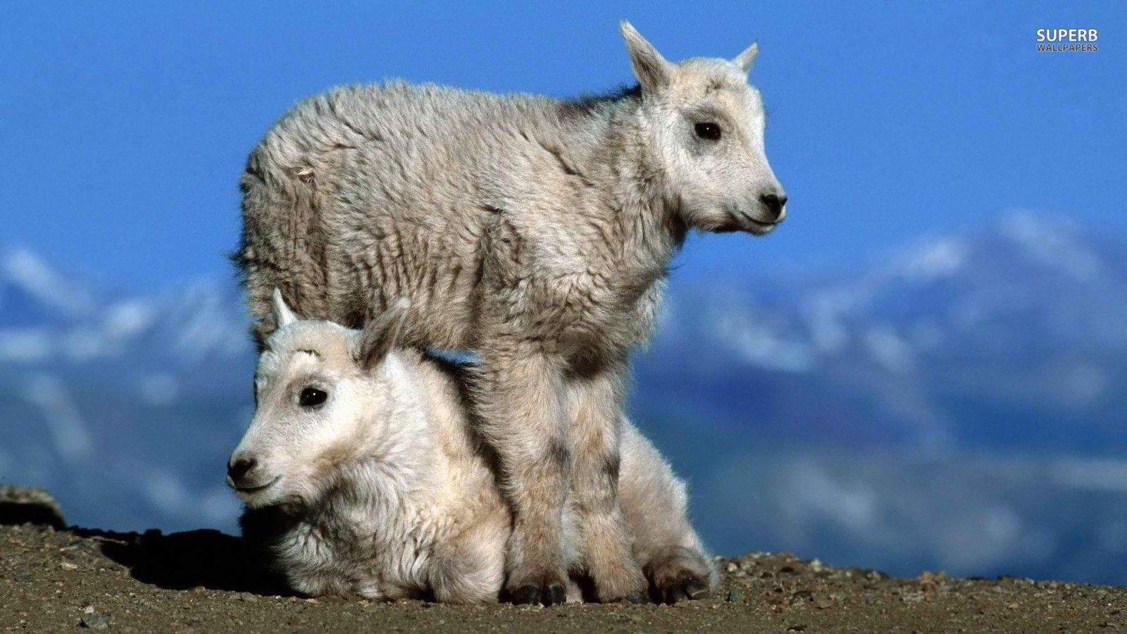 Goats image Mountain Goats HD wallpaper and background photo