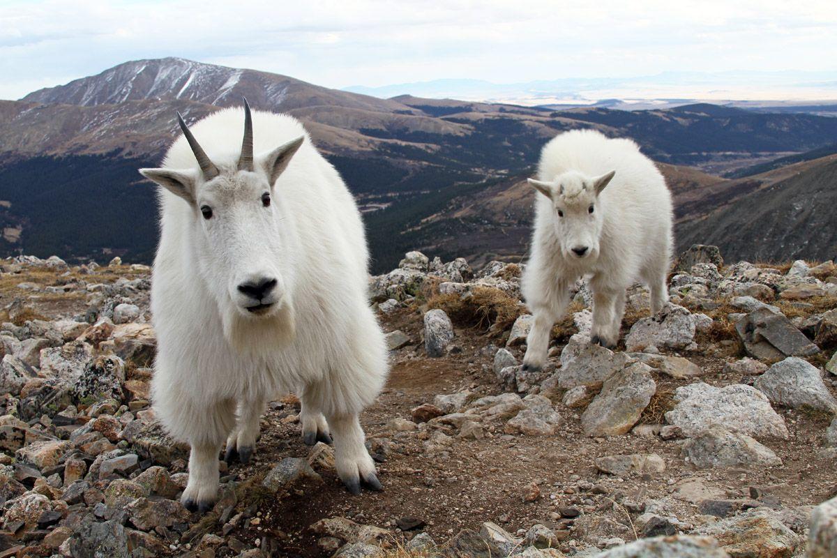 p. Mountain Goat Widescreen Pics