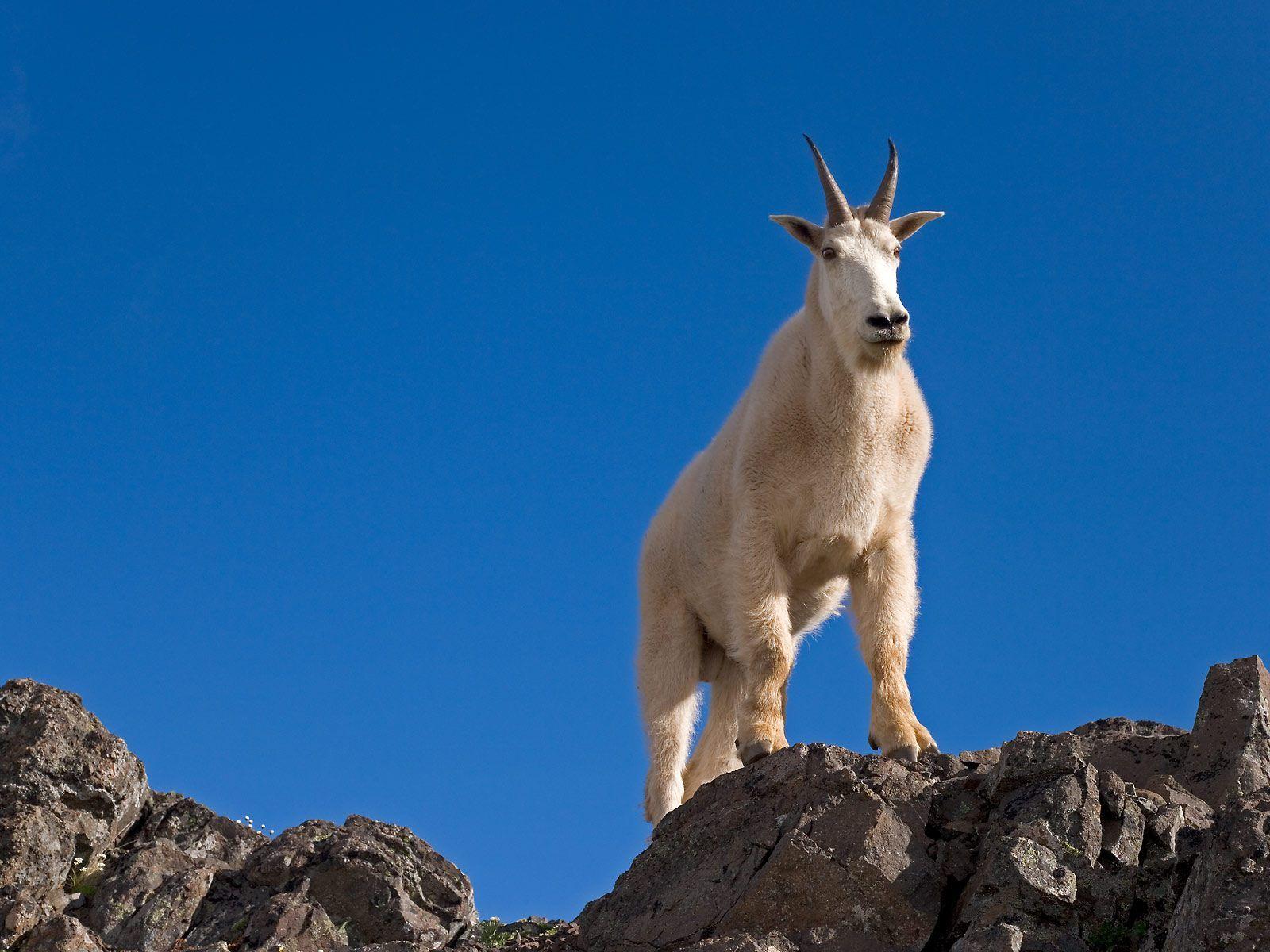 Mountain Goat Desktop Wallpaper 40723 1600x1200 px