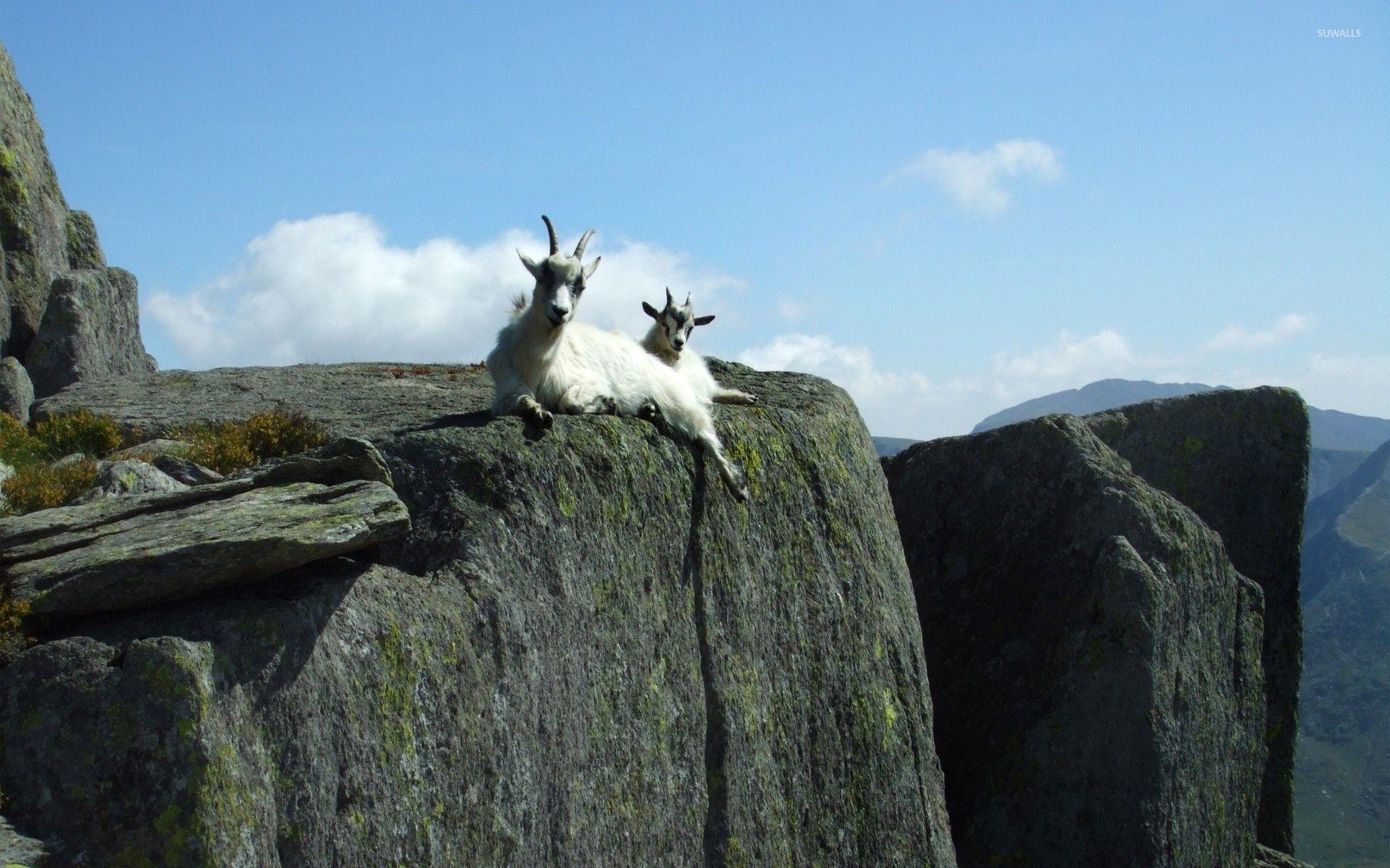 Mountain goats wallpaper wallpaper