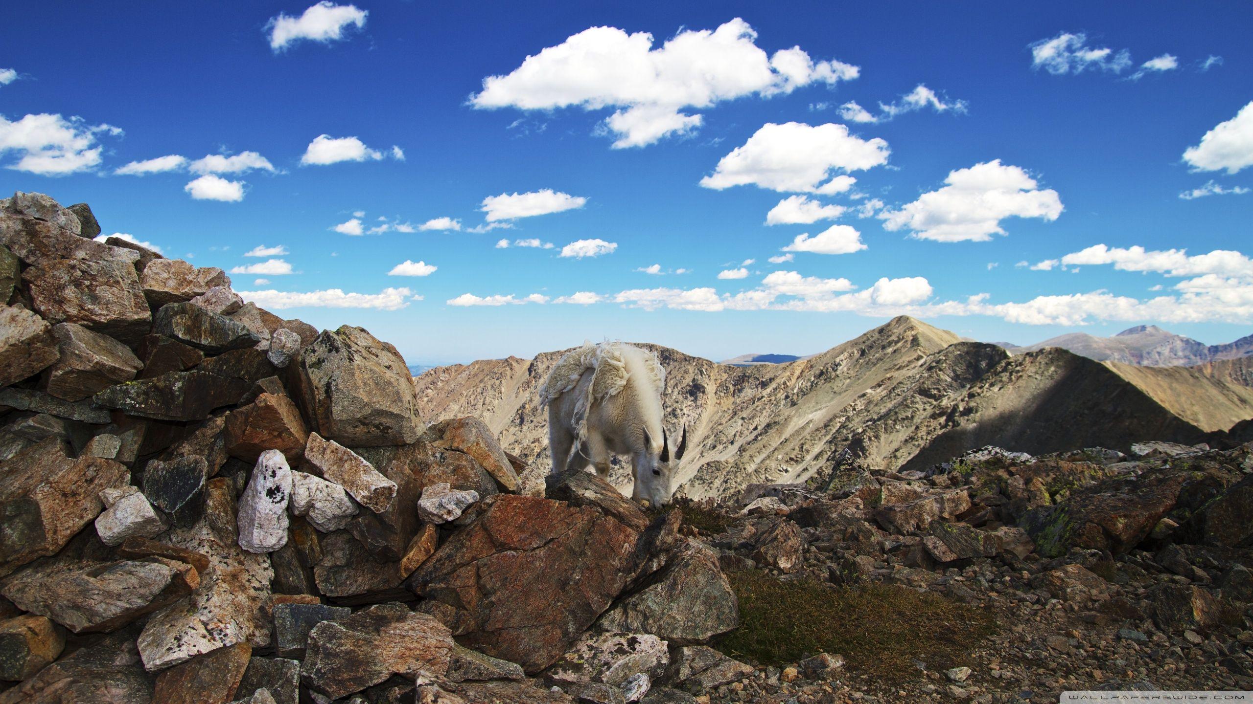 Colorado Mountain Goat ❤ 4K HD Desktop Wallpaper for • Dual