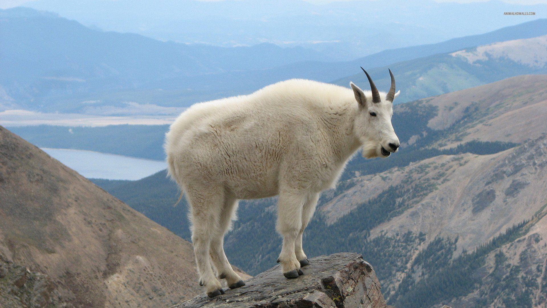 Mountain Goat Wallpapers - Wallpaper Cave