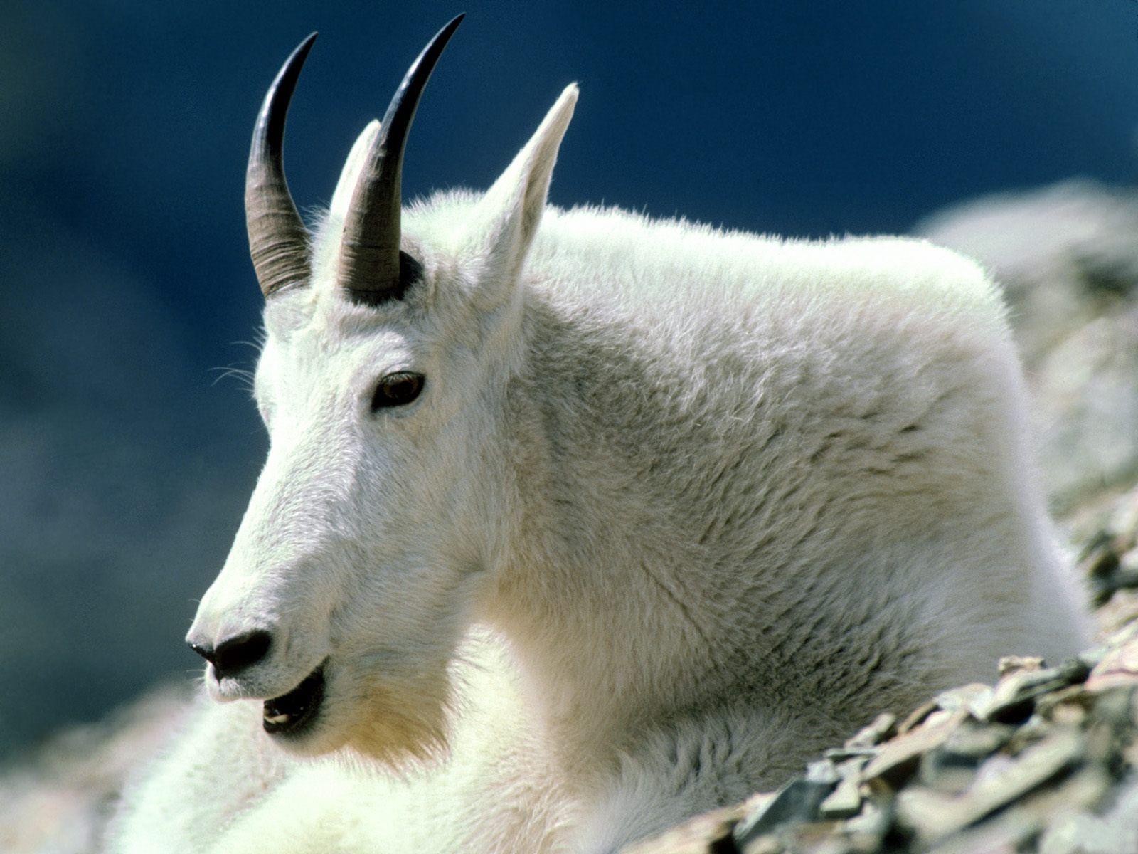 Mountain Goat. Mountain Goat Montana wallpaper image
