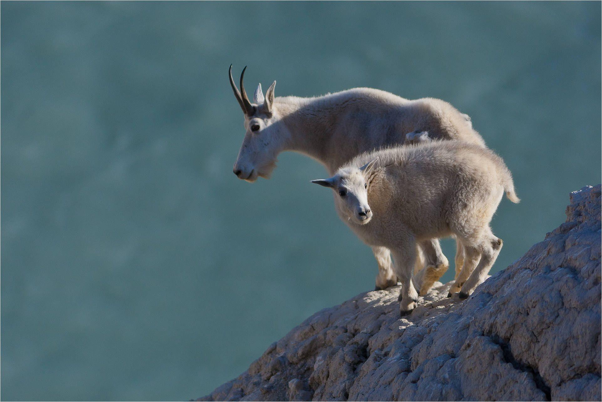 mountain goat. Christopher Martin Photography