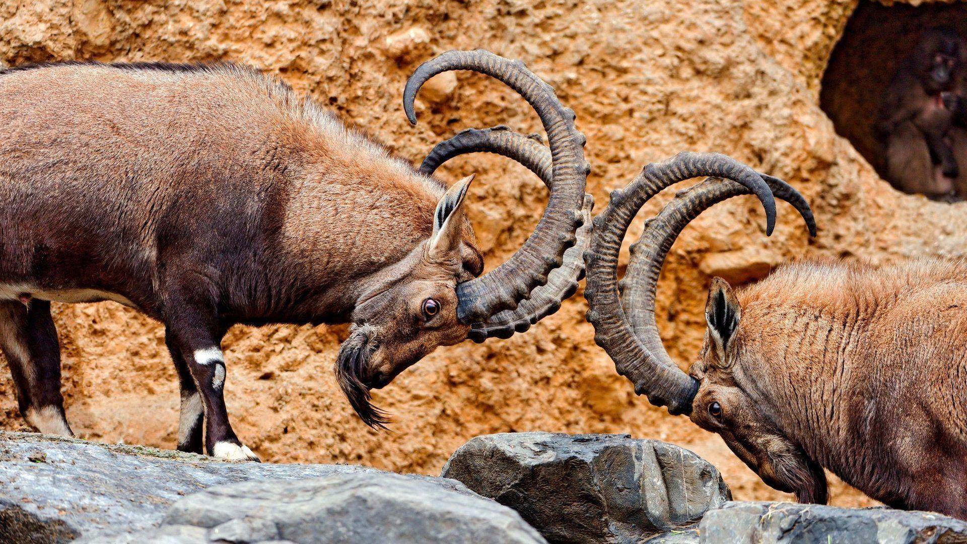 Goats Tag wallpaper: Goats Artiodactyl Goat Animal Pets Horns