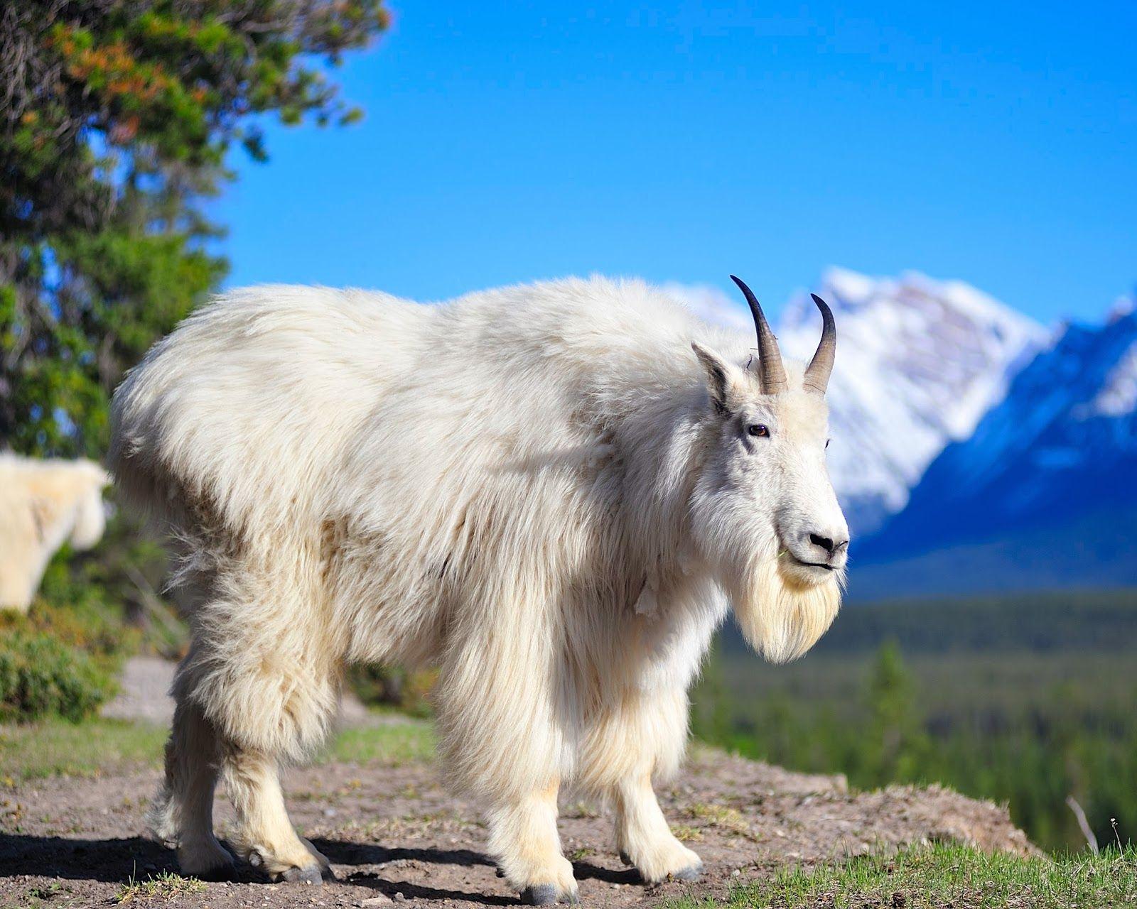 Beautiful Animal Goat Wallpaper HD Desktop Wallpaper free Download
