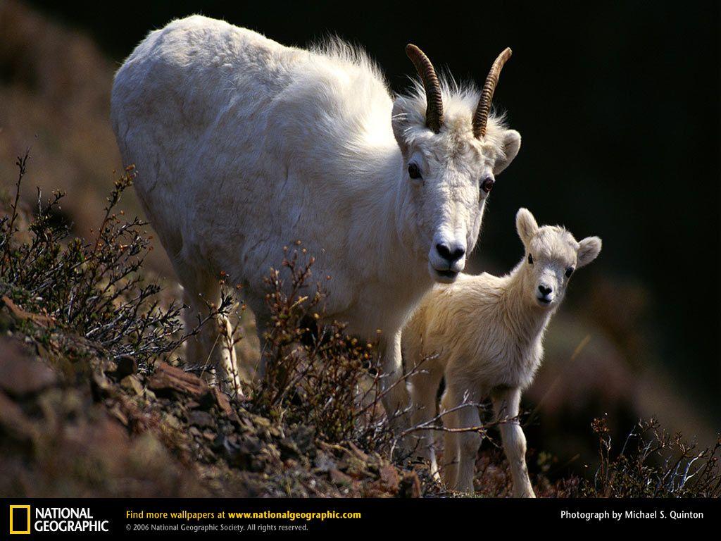 Mountain Goat Picture, Mountain Goat Desktop Wallpaper, Free