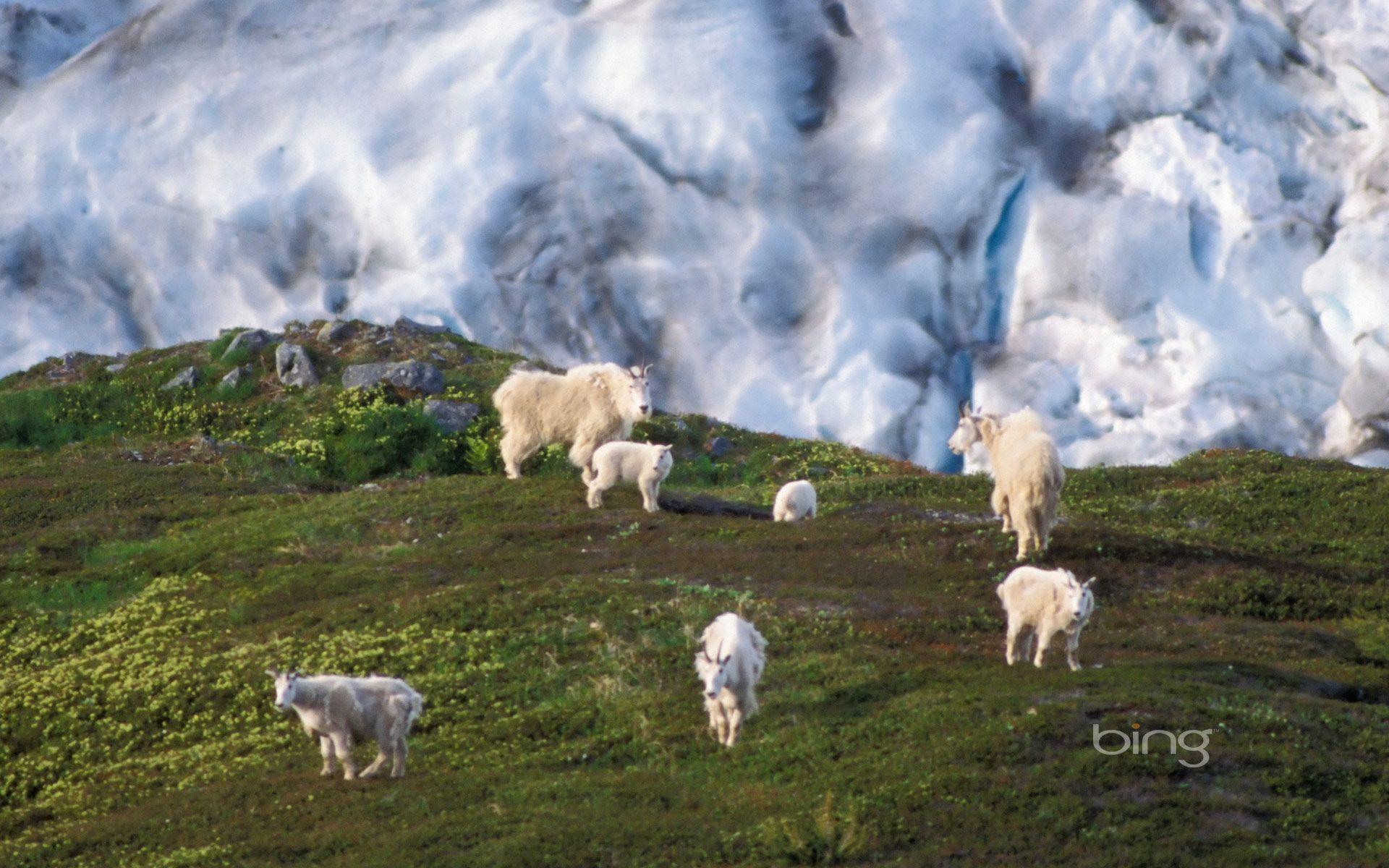 Mountain goat herd on a hillside near Exit Glacier, Kenai Fjords