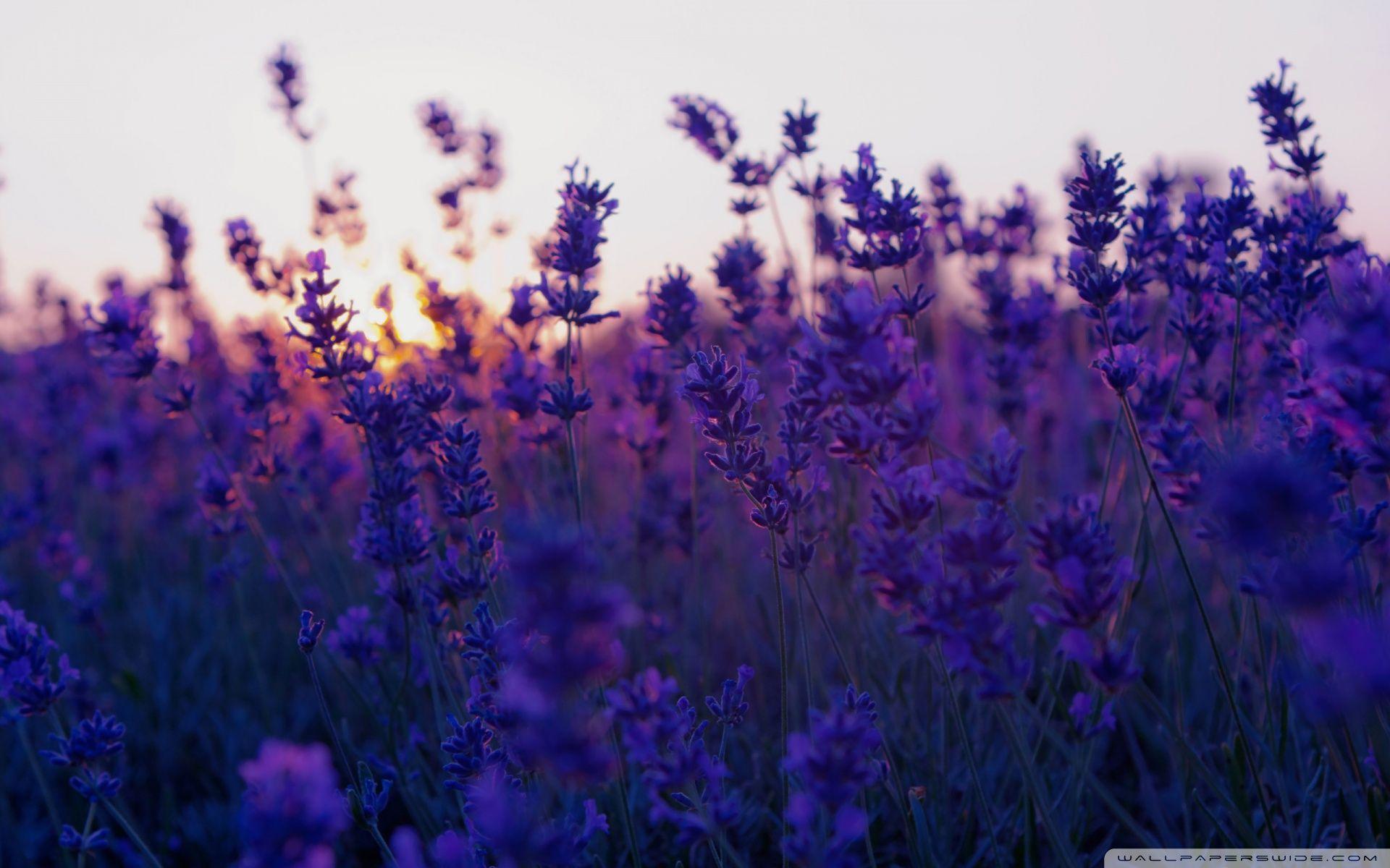 Lavender Field And Sunset ❤ 4K HD Desktop Wallpaper for 4K Ultra HD