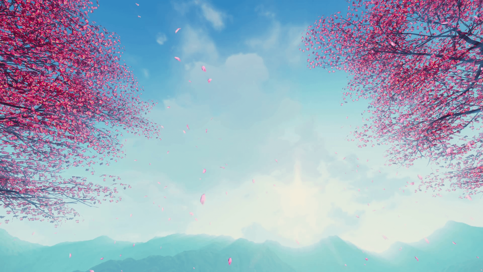 Flowering sakura cherry treetops and pink petals falling