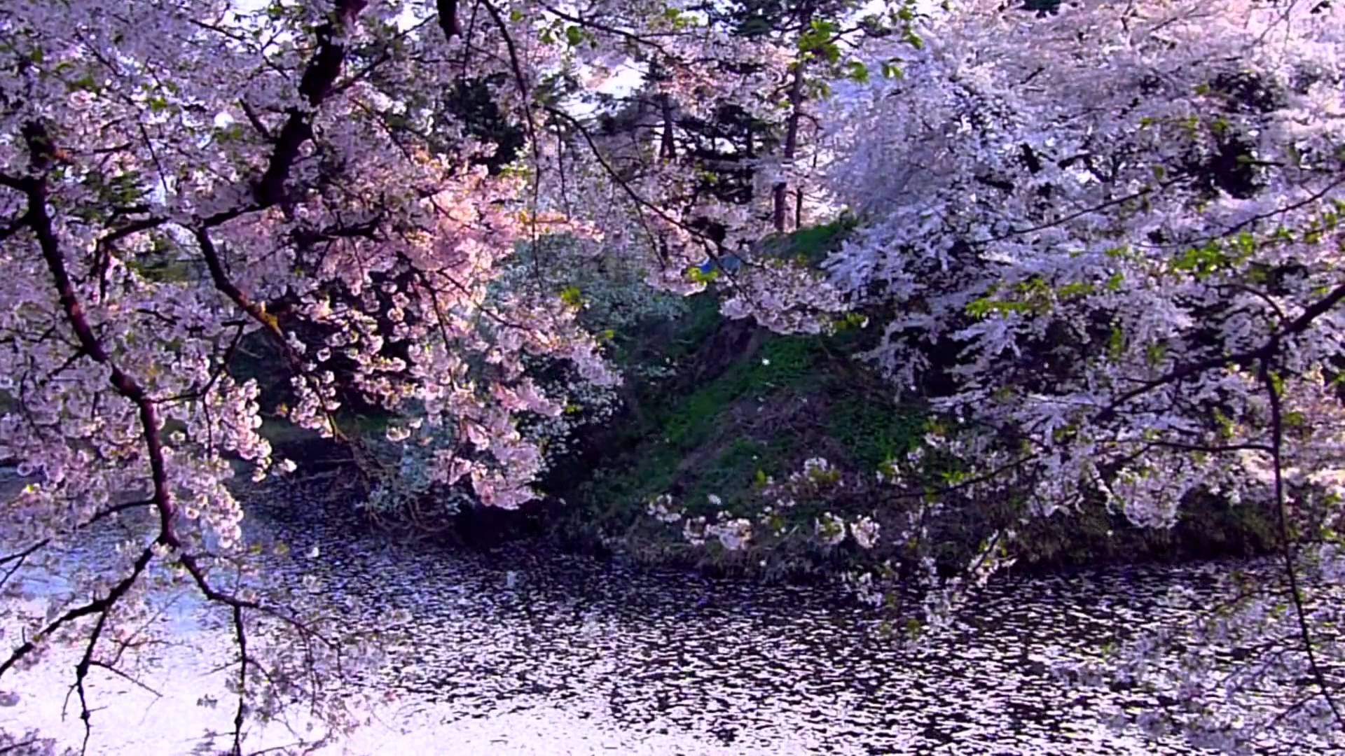 Cherry Blossom 2 Background HD 1080p