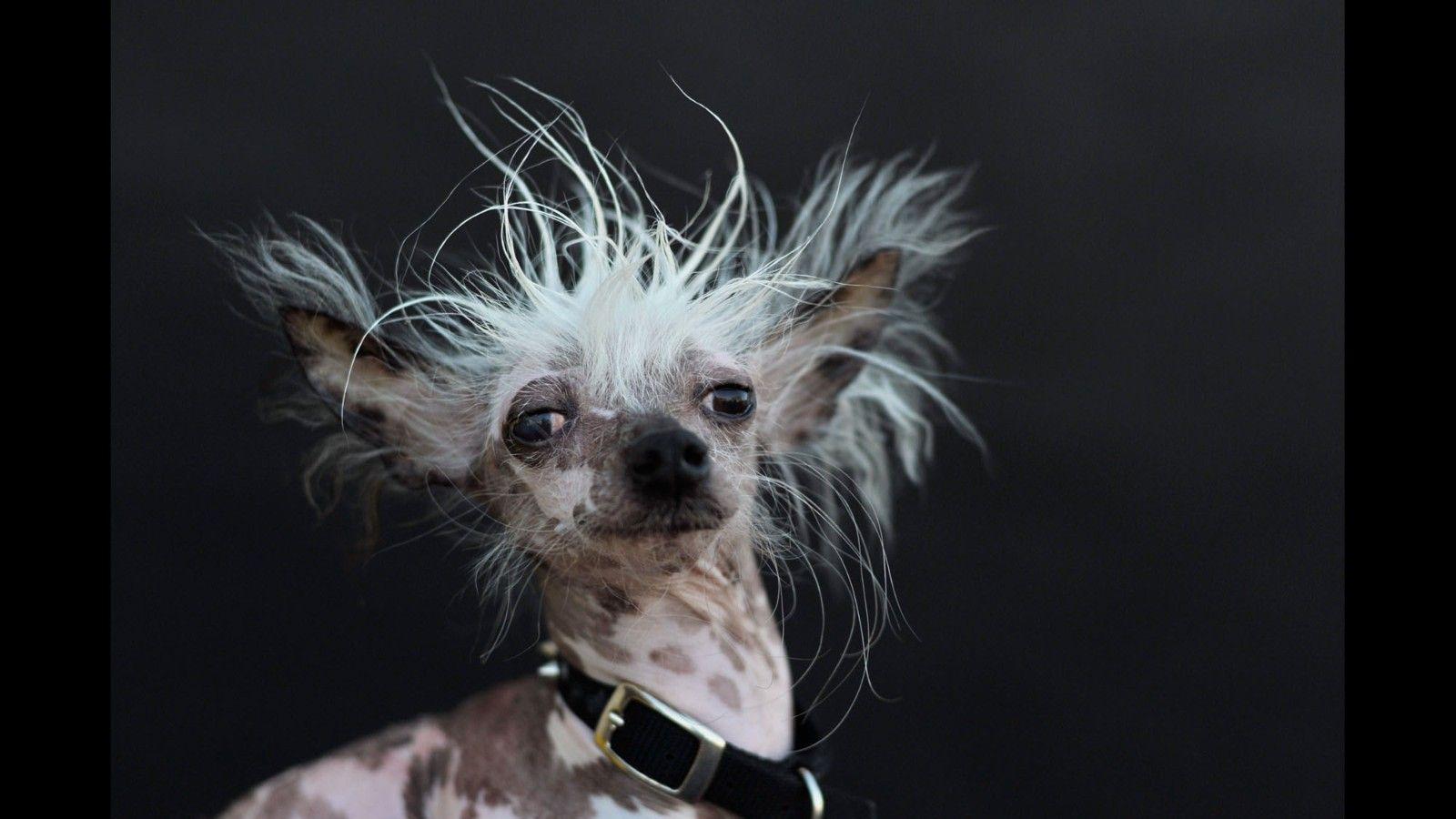 Meet the world's ugliest dog