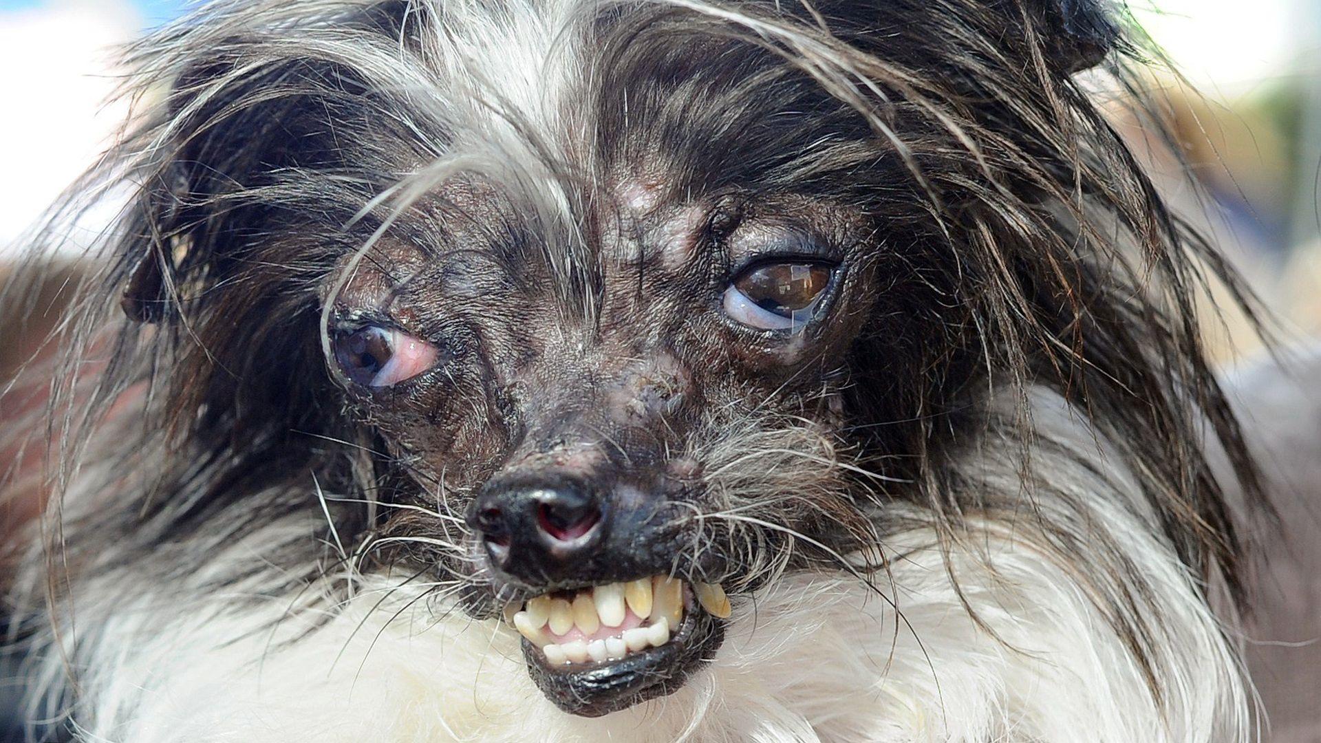 Abused pooch named World's Ugliest Dog
