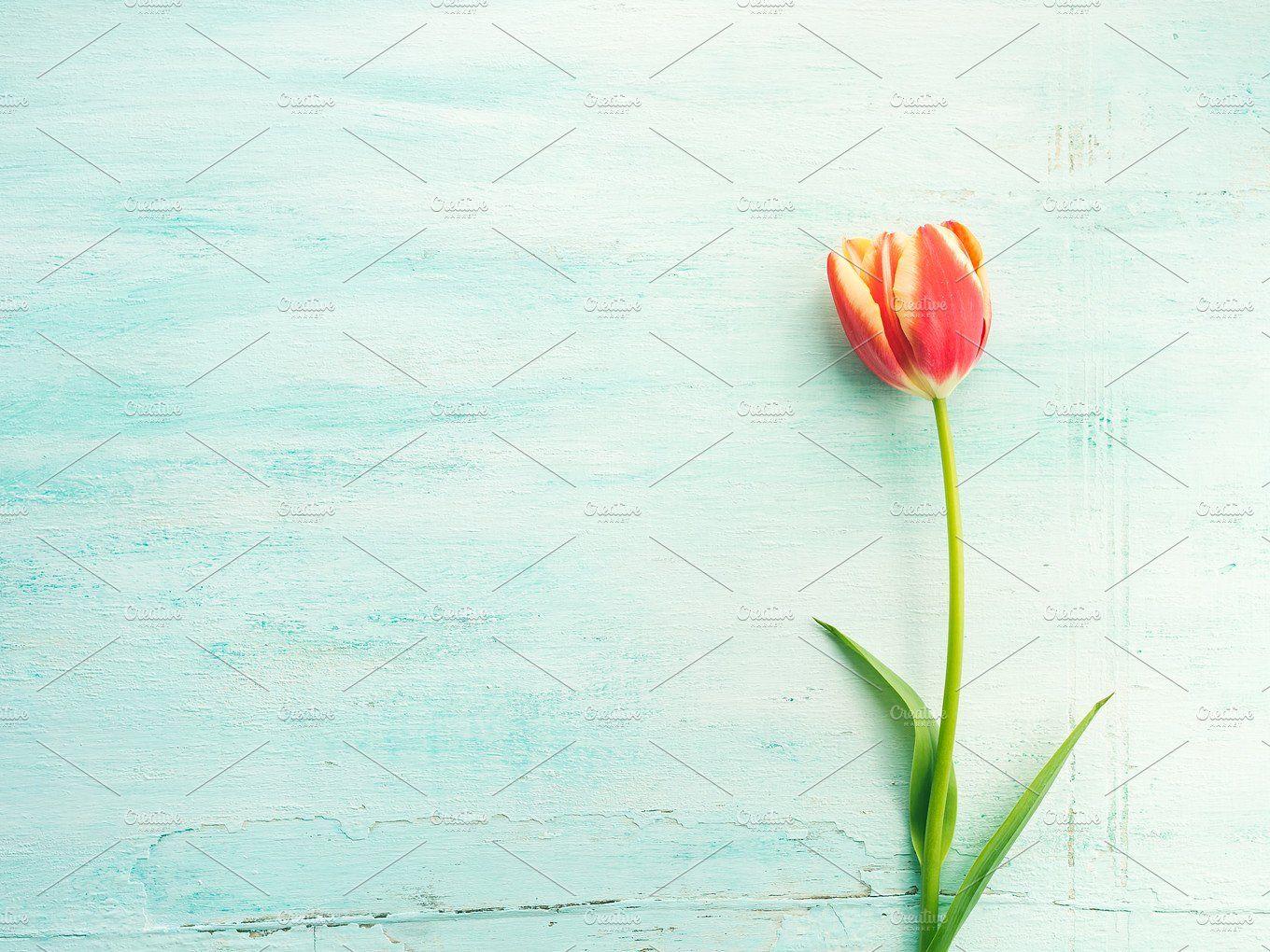 Spring easter tulip floral minimal pastel color background