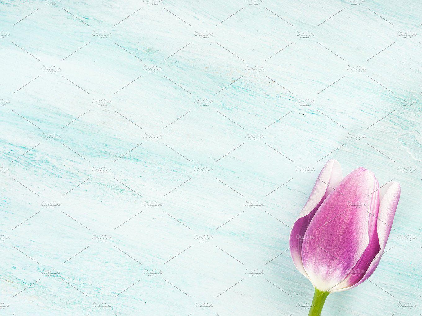 Spring easter tulip floral minimal pastel color background Holiday