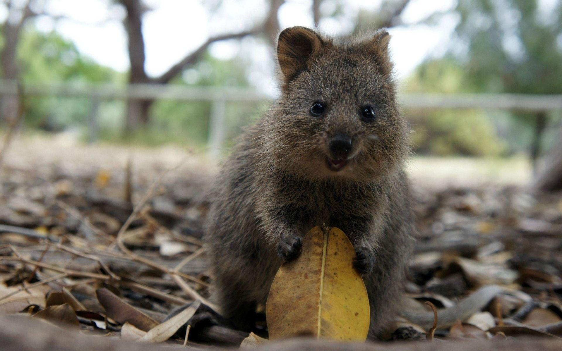 Quokka Wallpapers - Wallpaper Cave