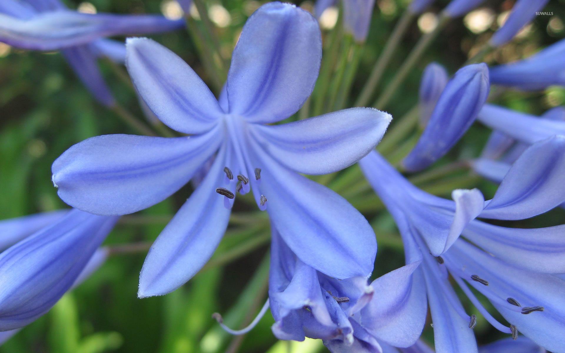 Agapanthus wallpaper wallpaper