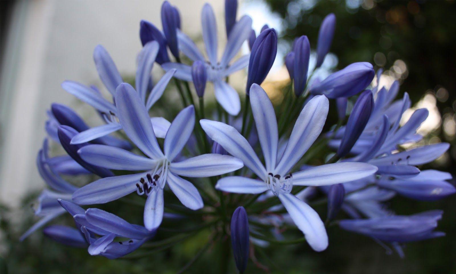 agapanthus wallpaper