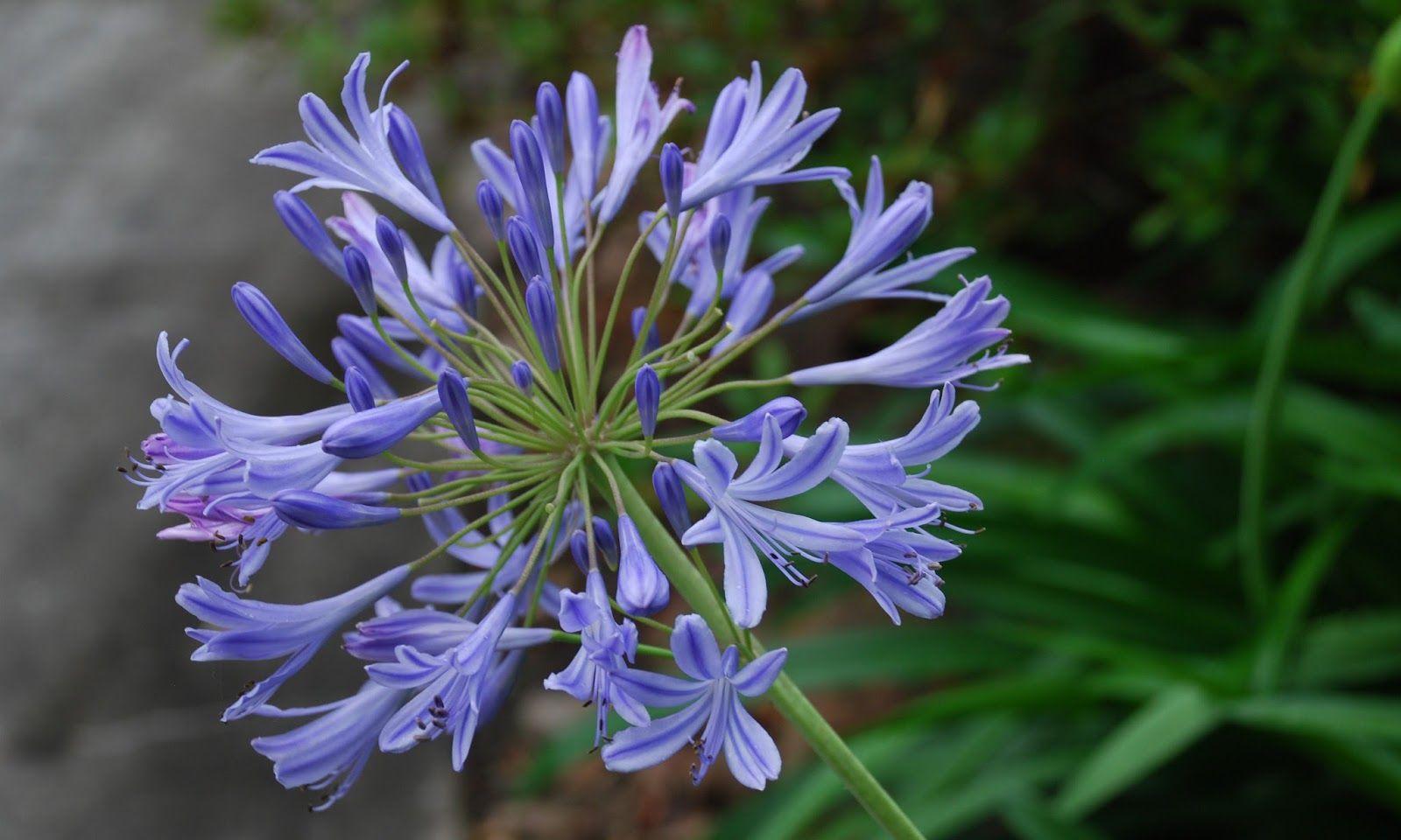 agapanthus wallpaper