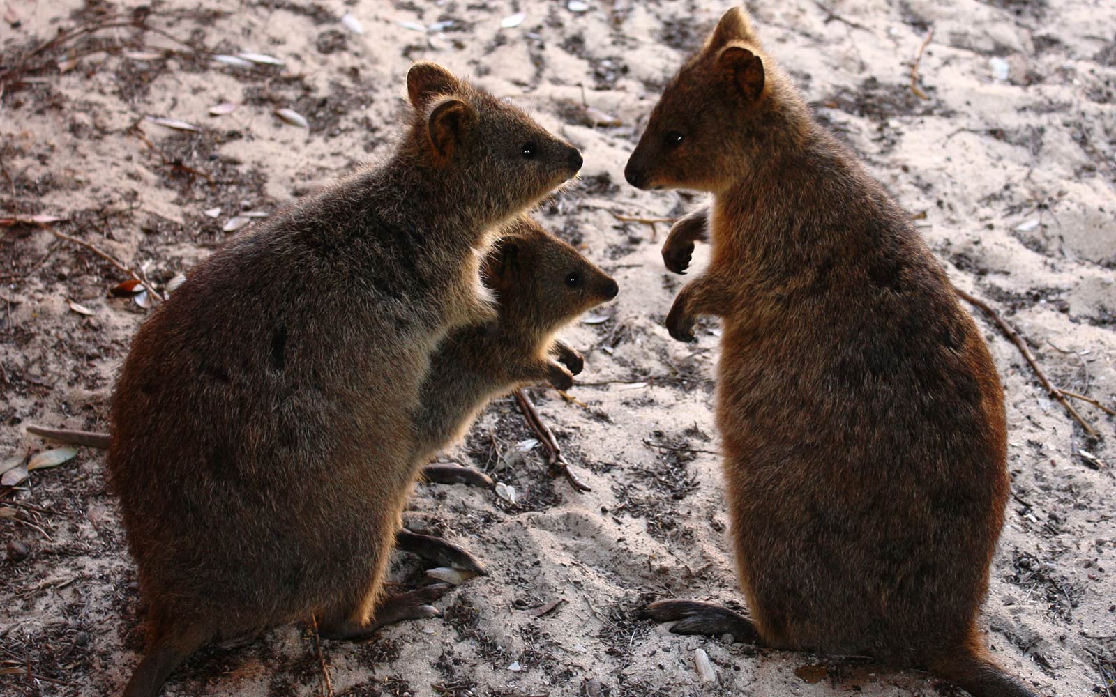 Quokka Wallpapers Wallpaper Cave