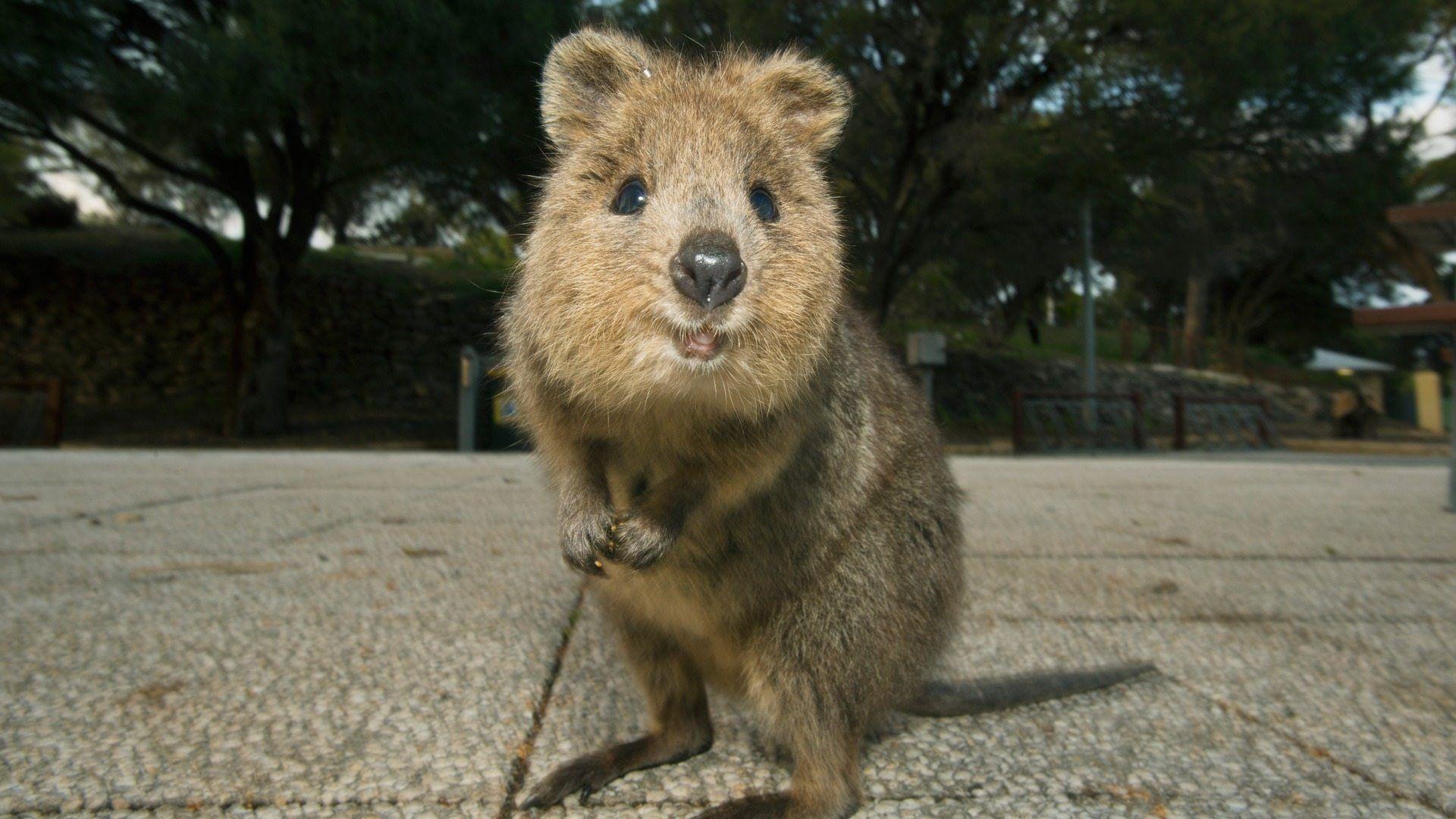 25 Excellent quokka desktop background You Can Save It For Free ...