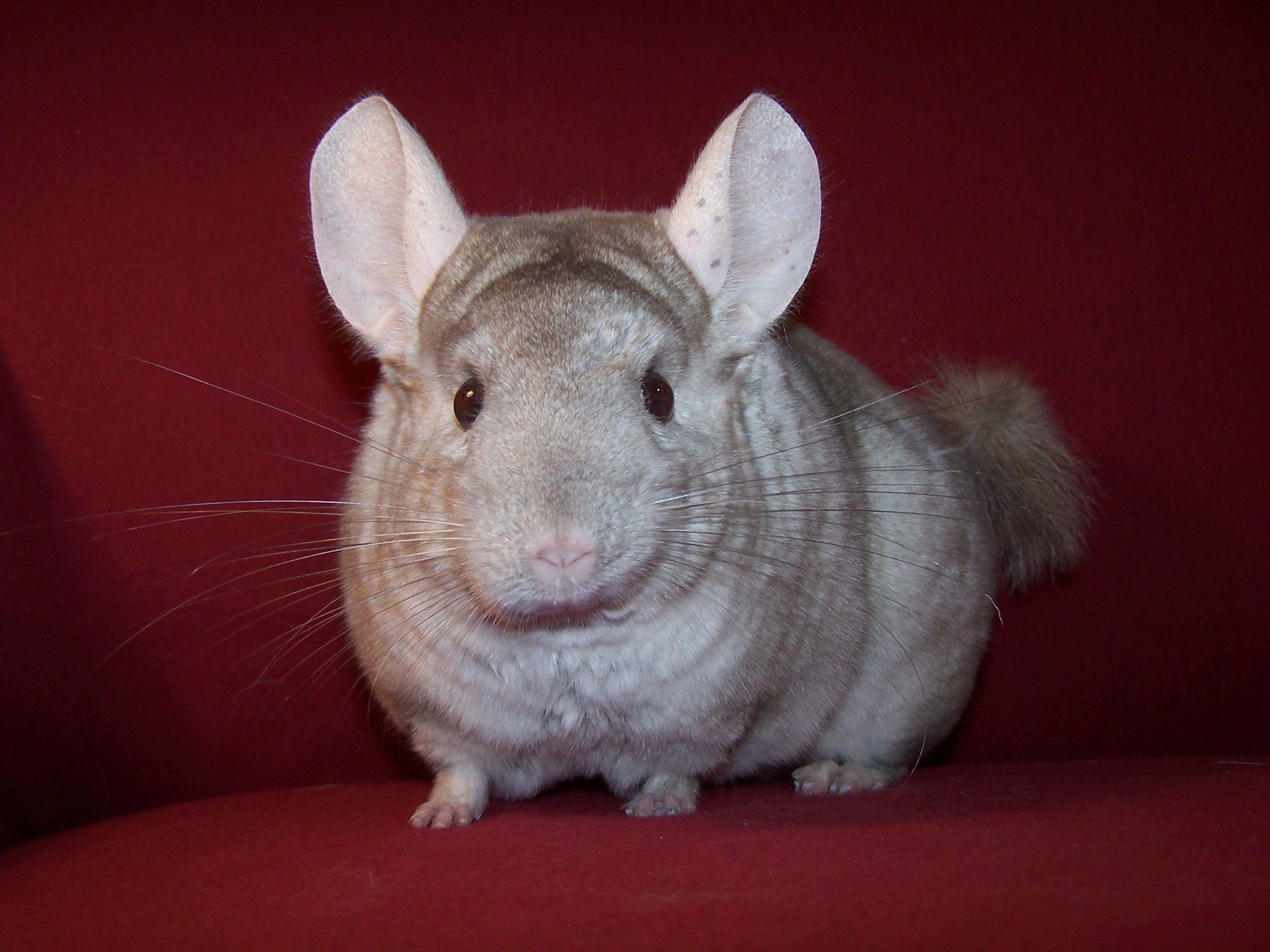 Chinchilla Wallpaper