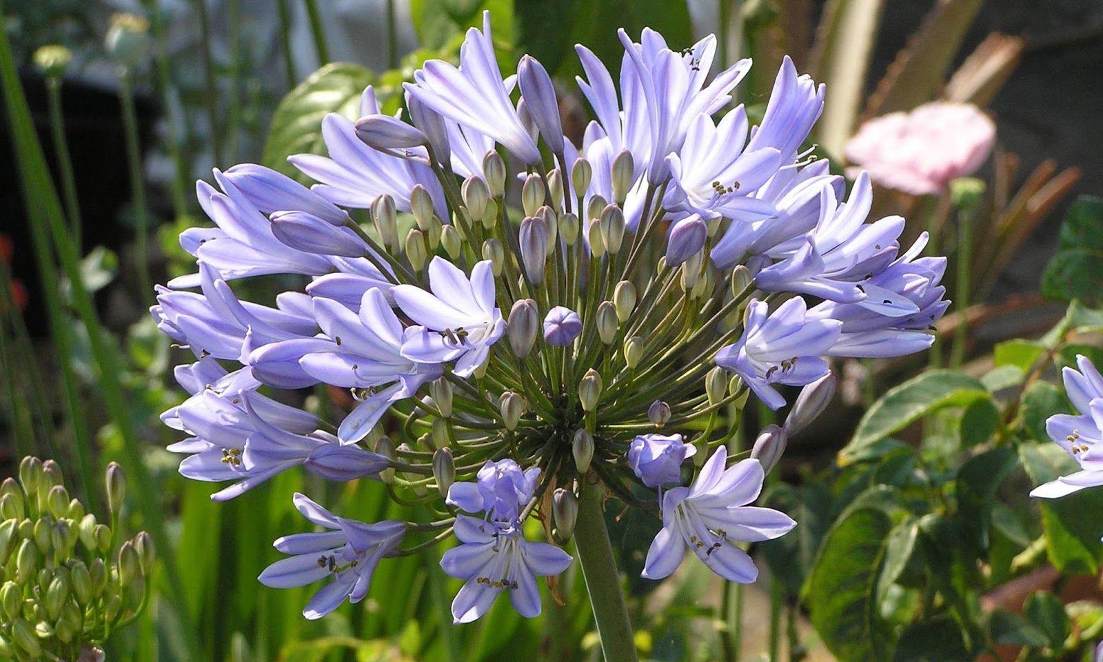 Agapanthus HD wallpaper. HD Wallpaper (High Definition). Free