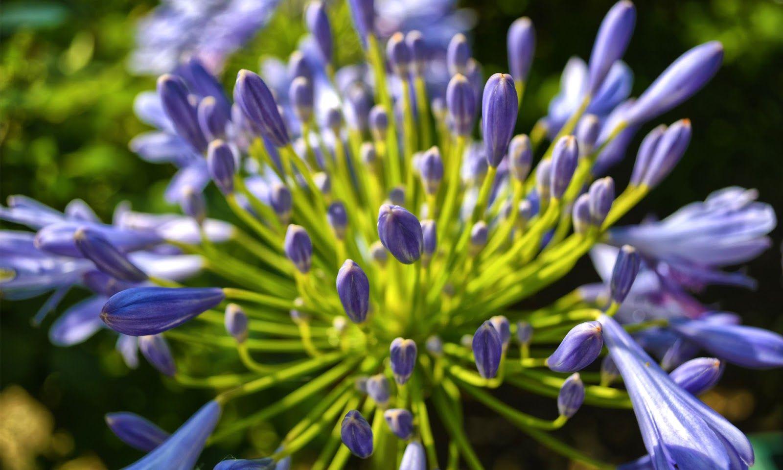 Agapanthus HD wallpaper. HD Wallpaper (High Definition). Free