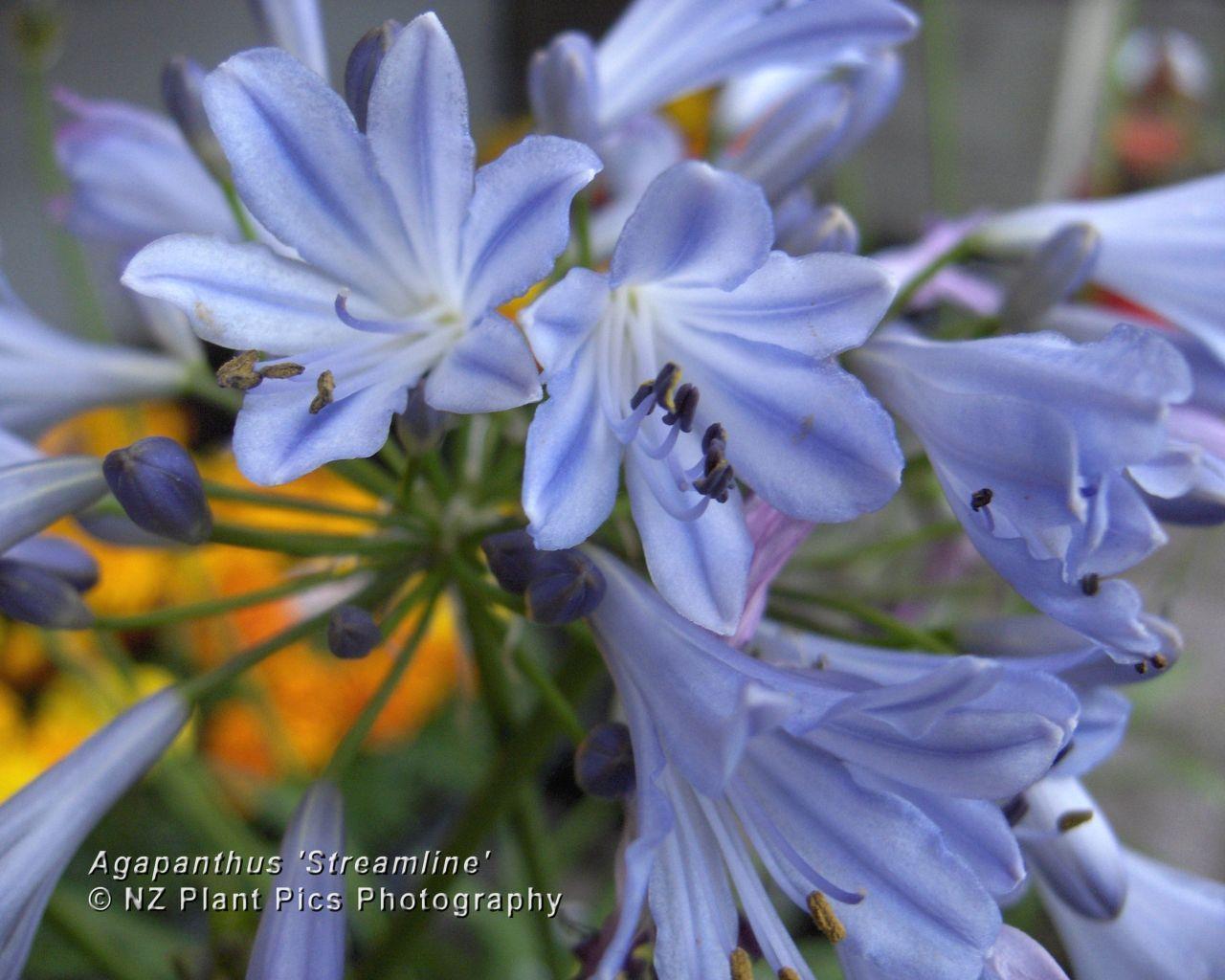 Norway Plants Wallpaper Desktop Background. wallpaper