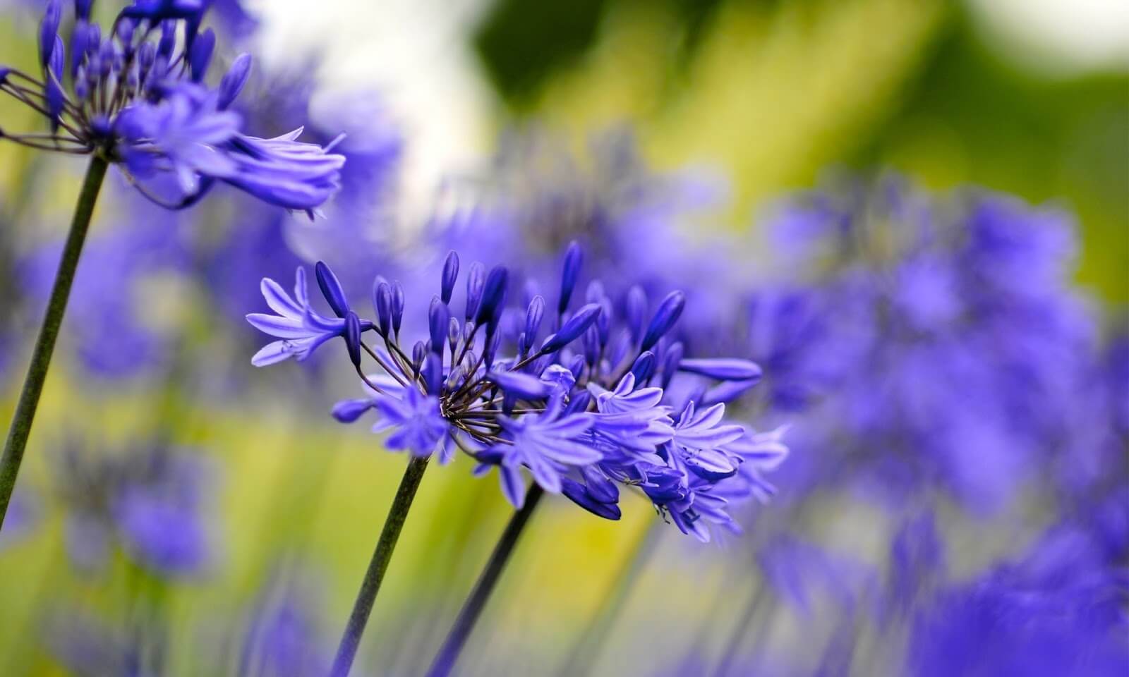 Agapanthus HD wallpaper 9. Preiss Landscaping & Garden Services