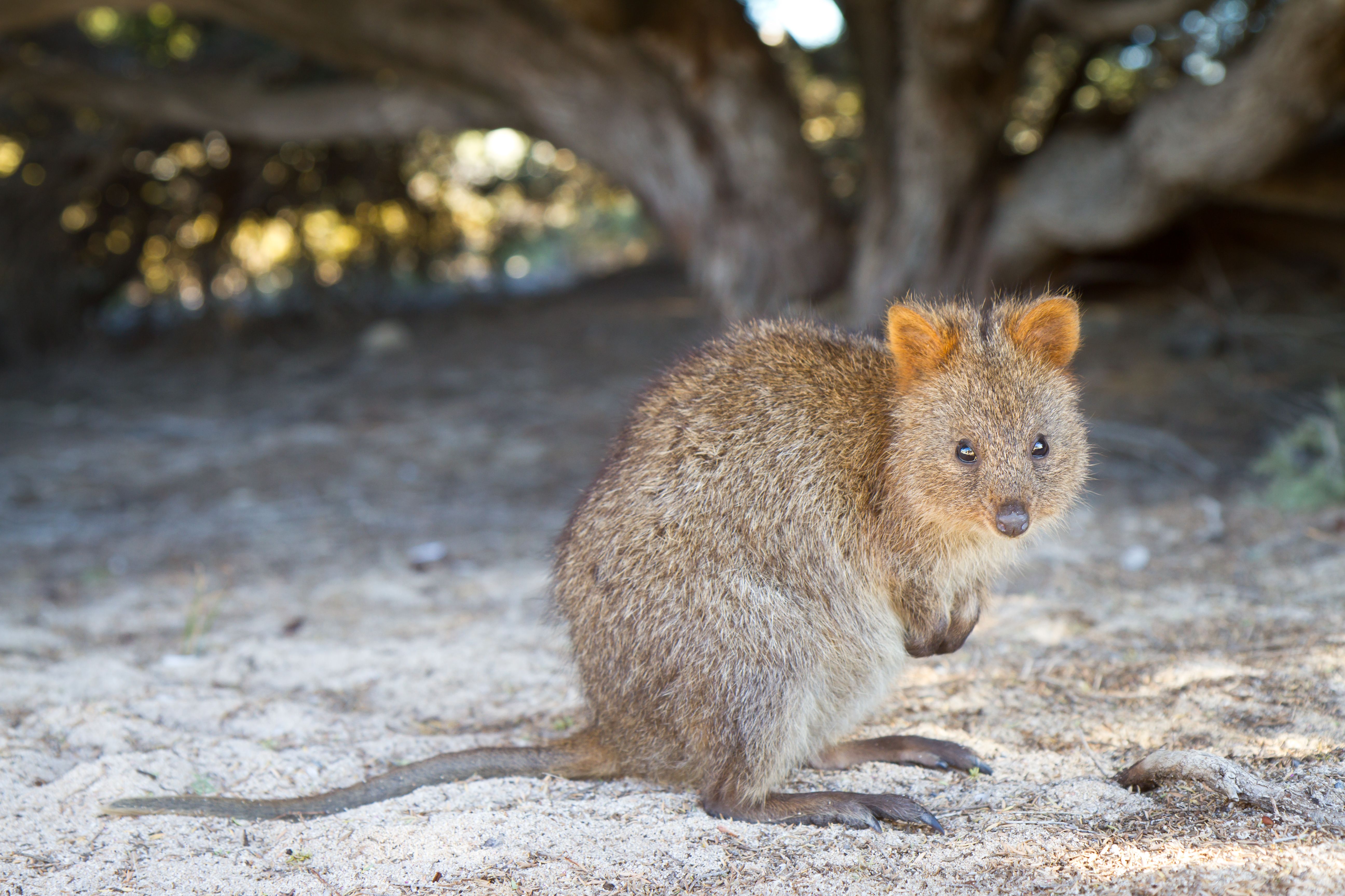 Quokka Wallpapers Wallpaper Cave