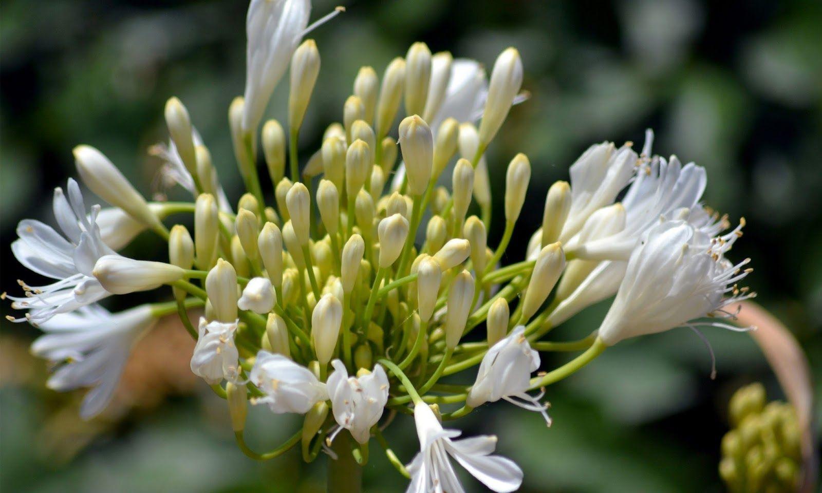 Agapanthus HD wallpaper. HD Wallpaper (High Definition). Free