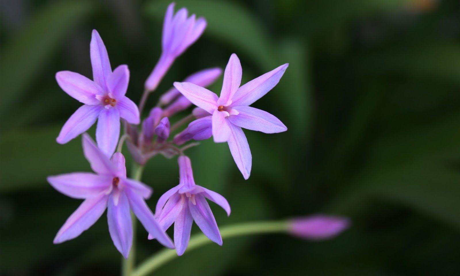 Agapanthus HD wallpaper. HD Wallpaper (High Definition). Free