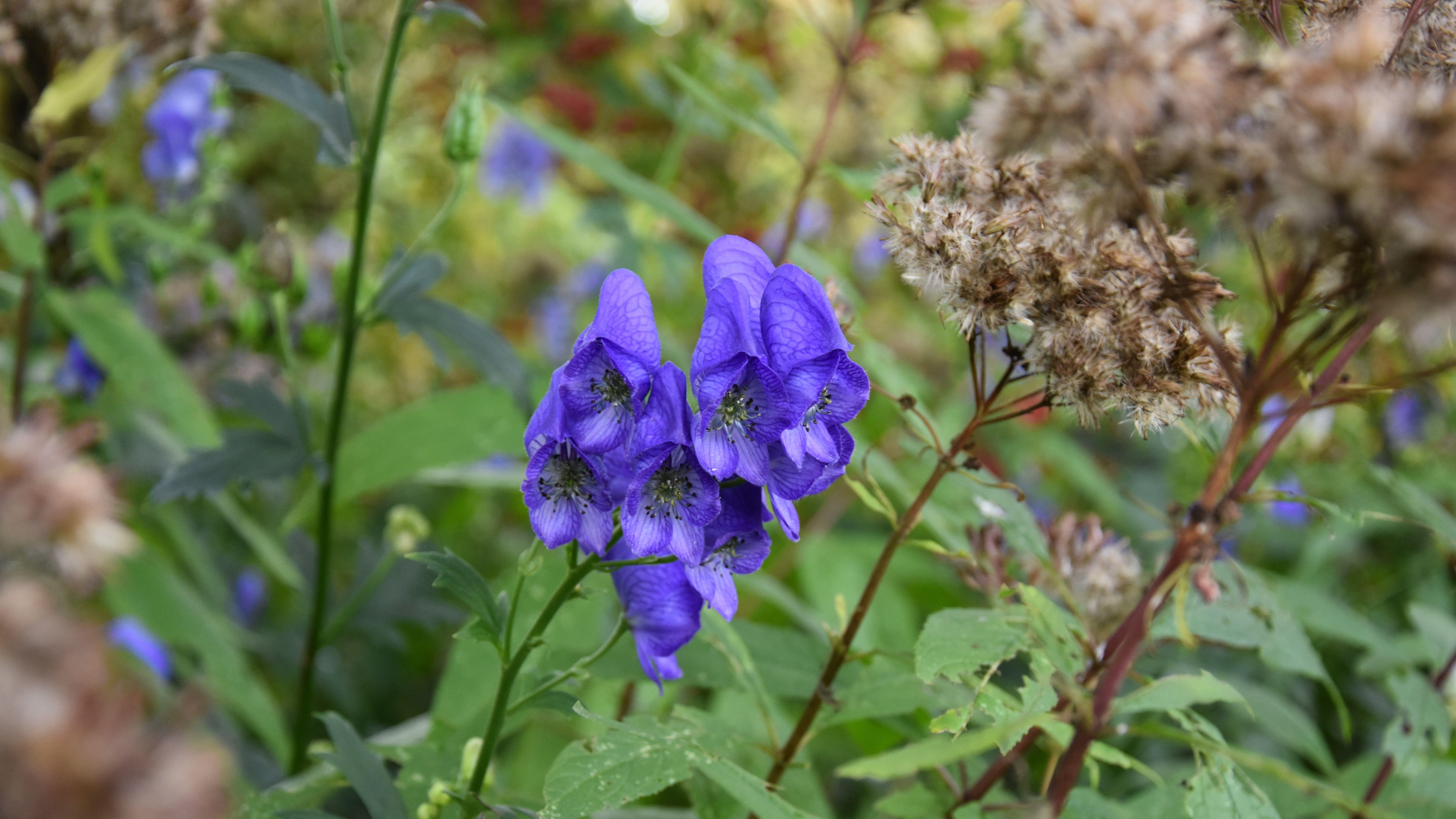agapanthus wallpaper