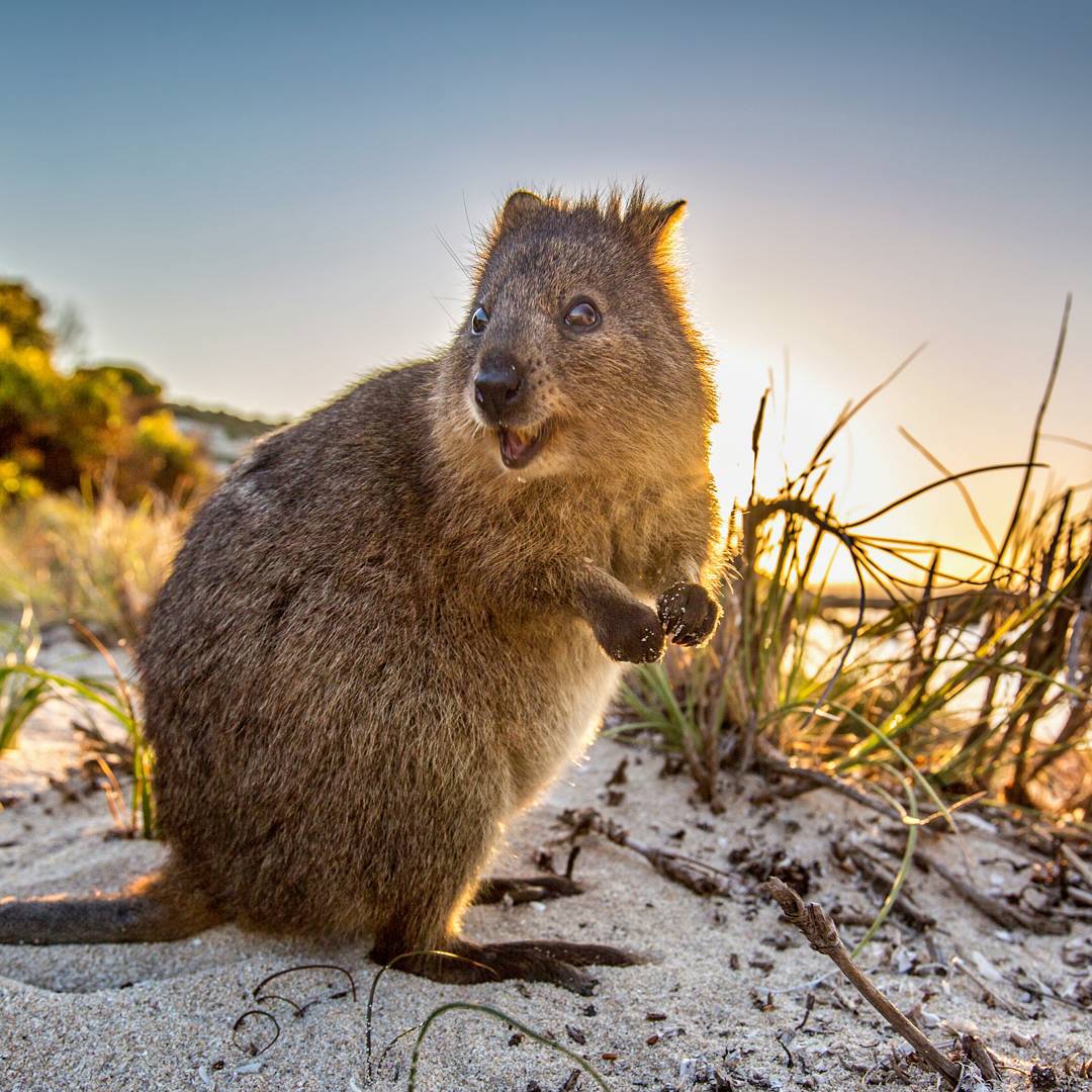 Quokka Wallpapers Hdq Images