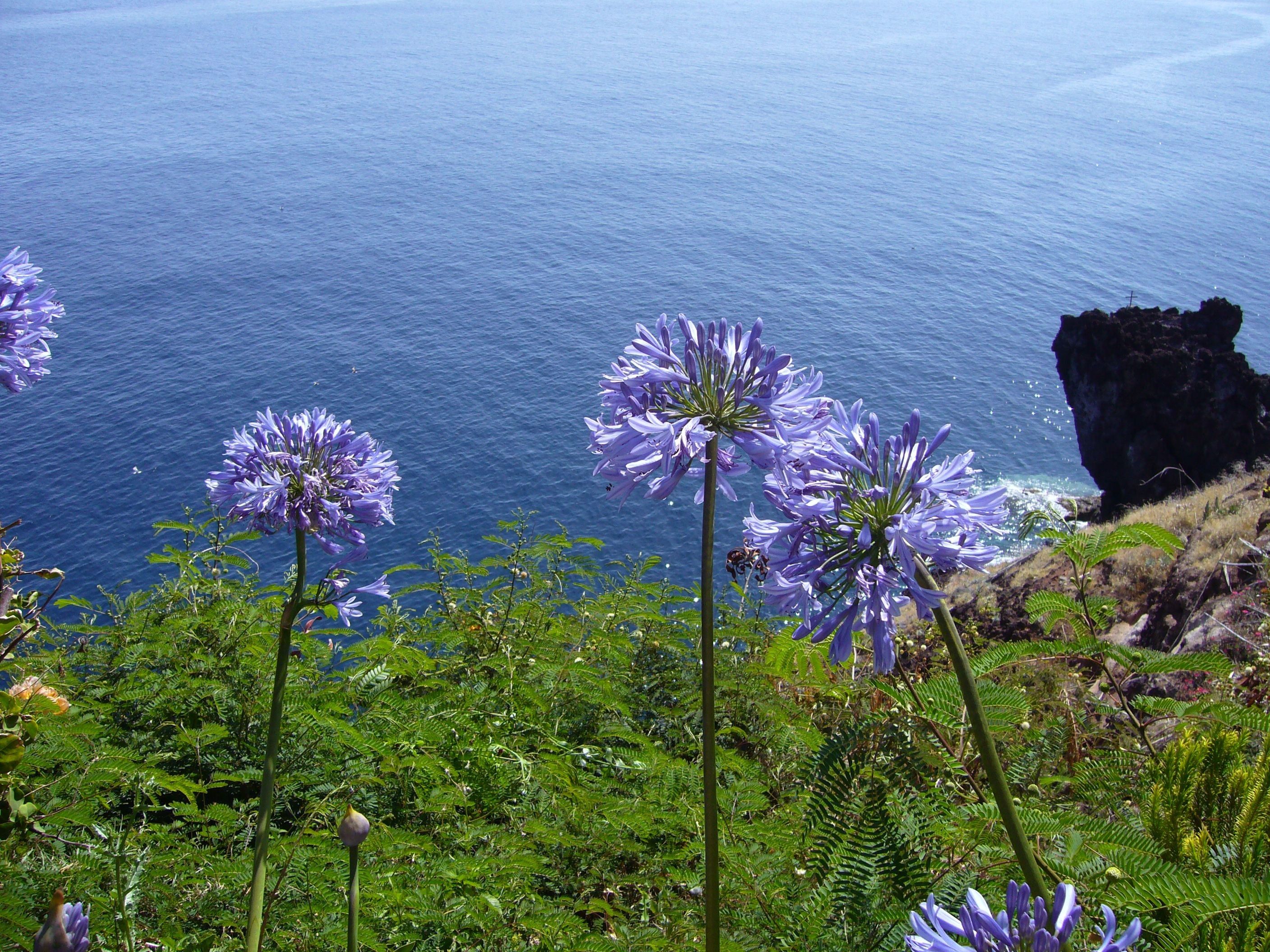 Flower: Flower Agapanthus Sky Spring Blue Water Madeira Praecox
