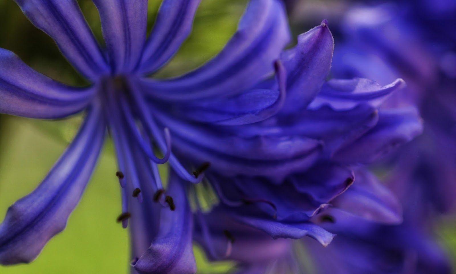Agapanthus HD wallpaper. HD Wallpaper (High Definition). Free