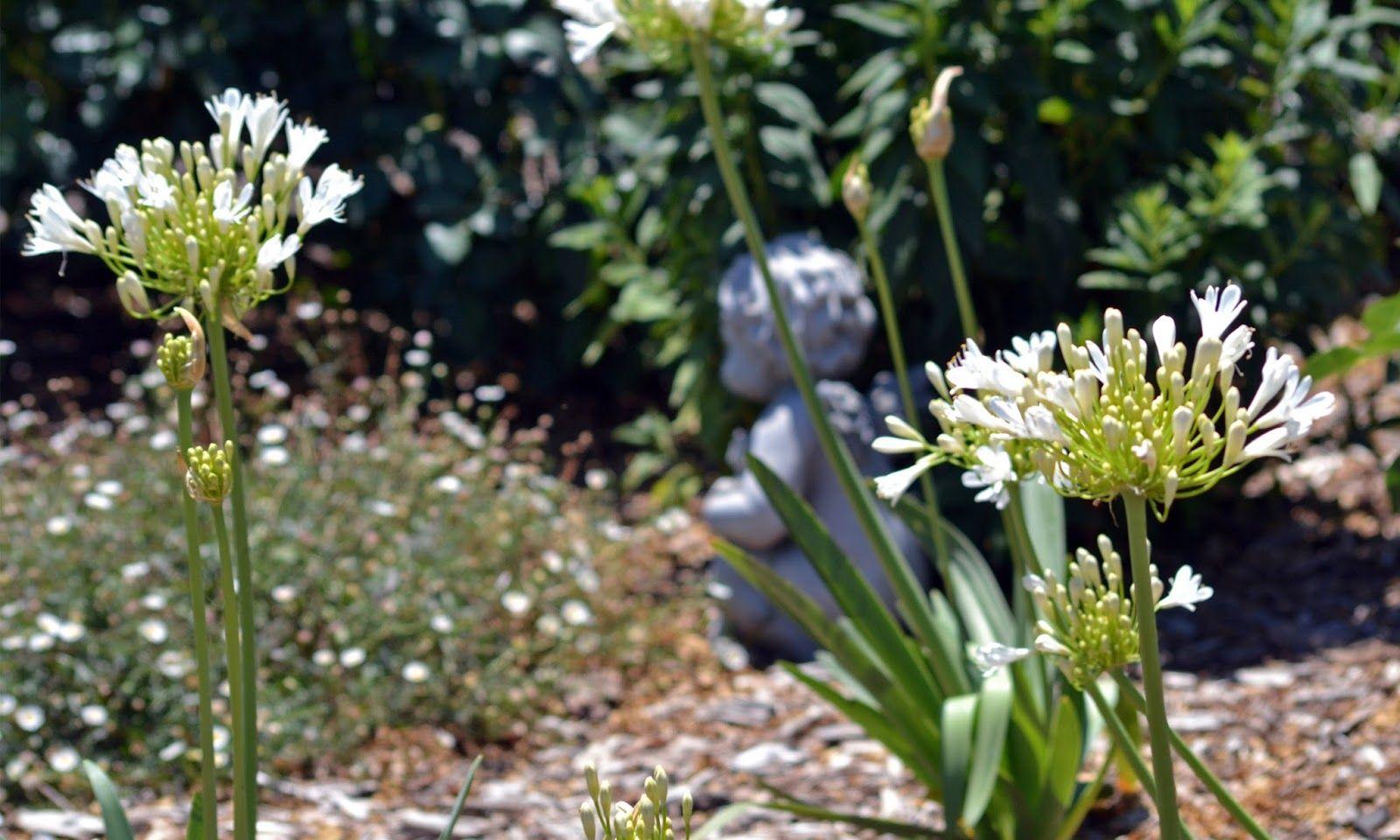 Agapanthus HD wallpaper. HD Wallpaper (High Definition). Free