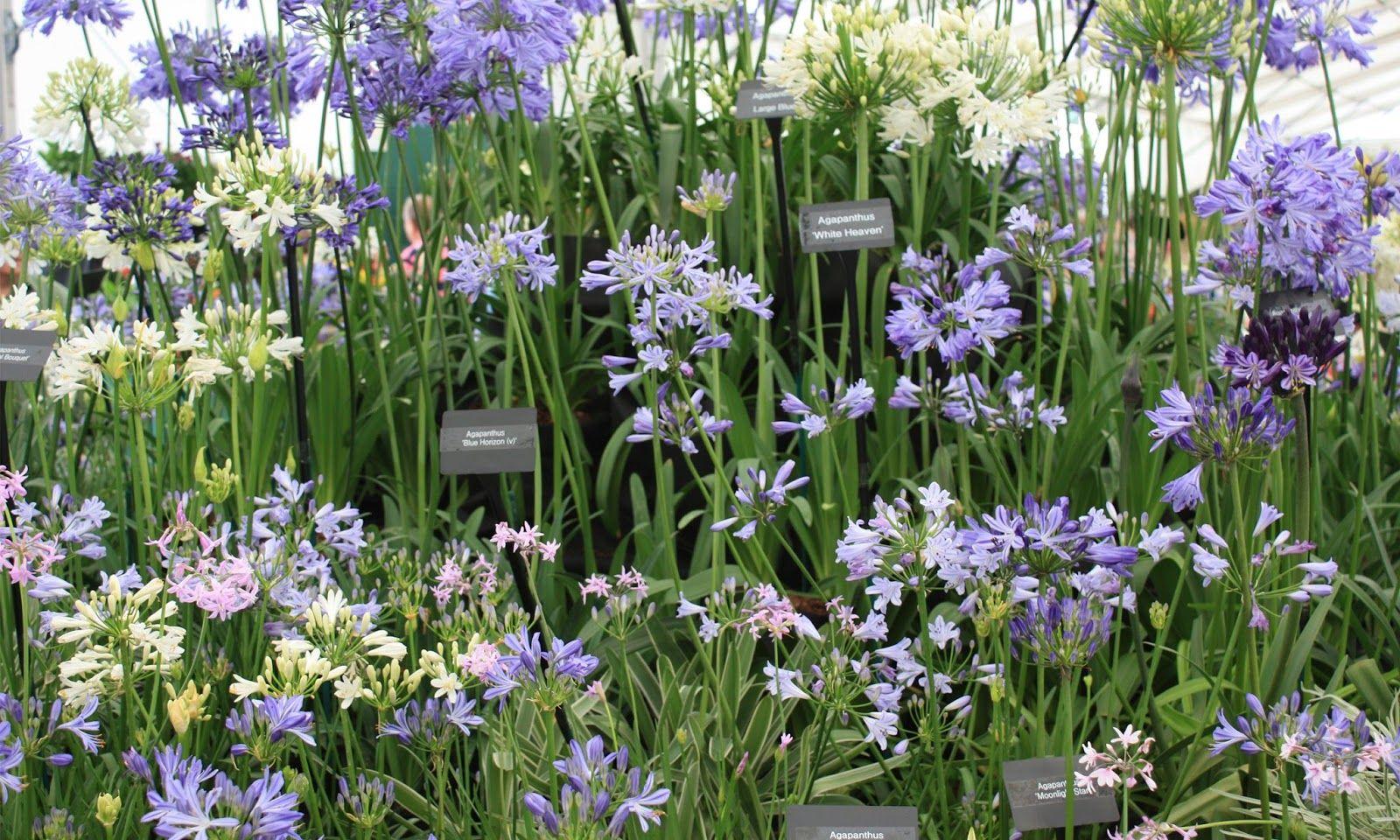 Agapanthus HD wallpaper. HD Wallpaper (High Definition). Free